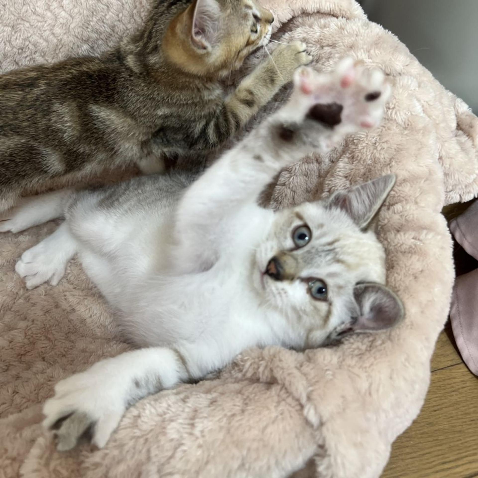 pet-image-6