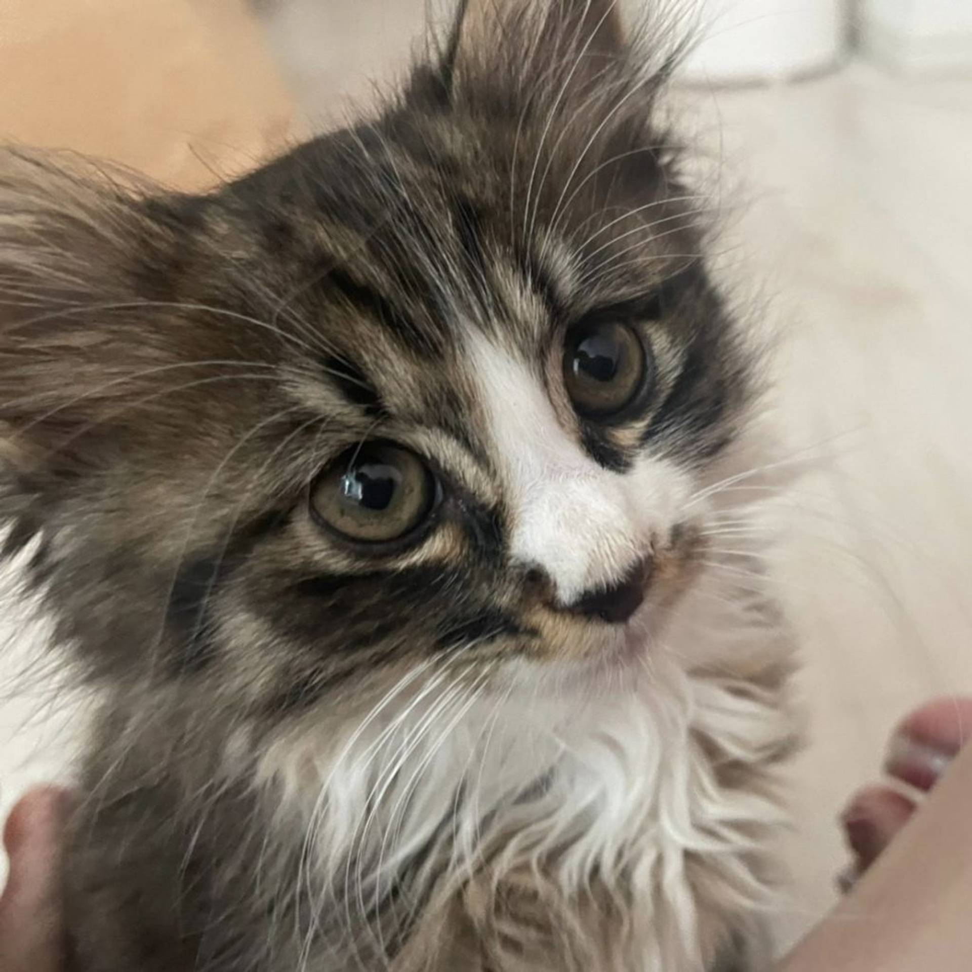 雑種（ミックス猫）・オスの里親募集の写真