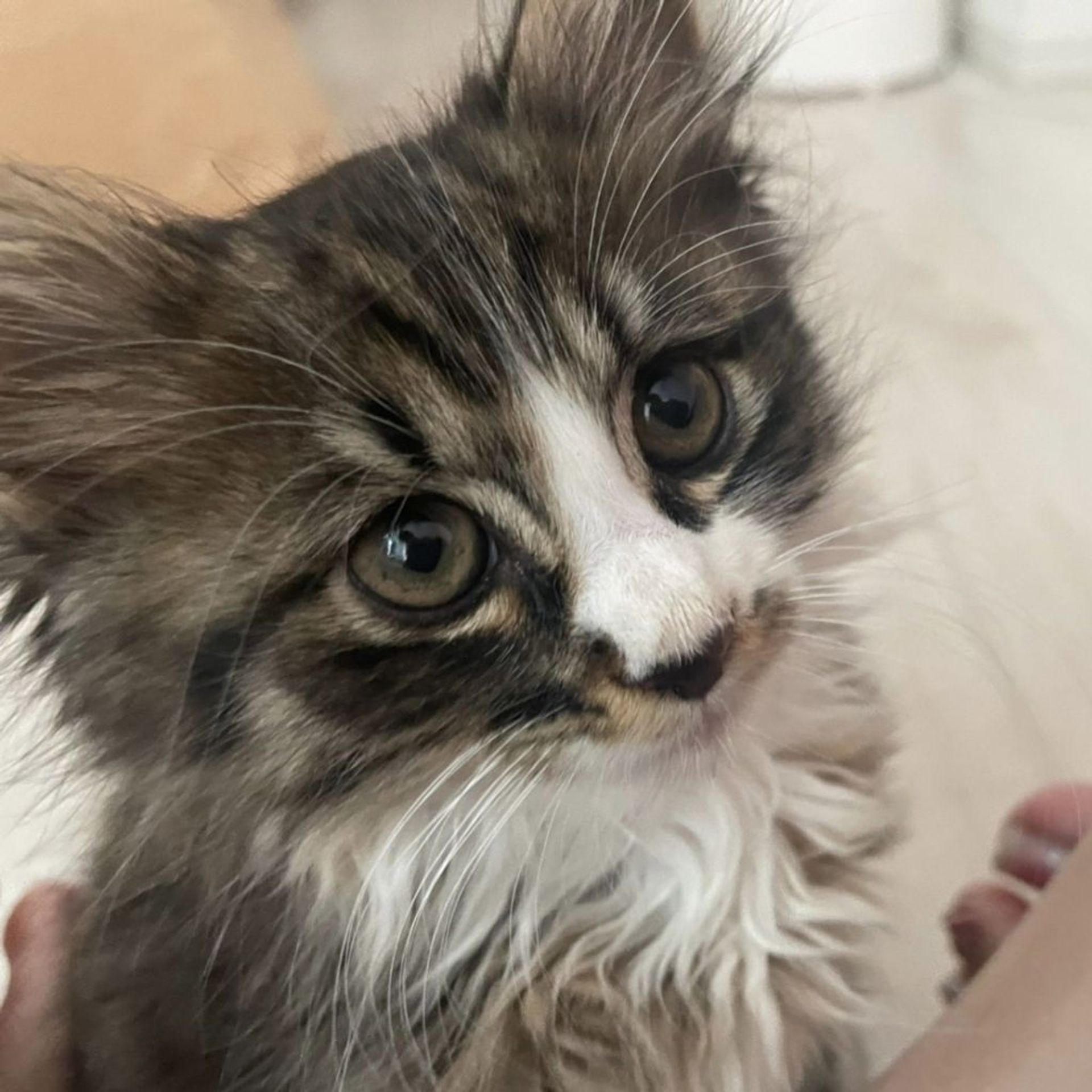 雑種（ミックス猫）・オスの里親募集の写真