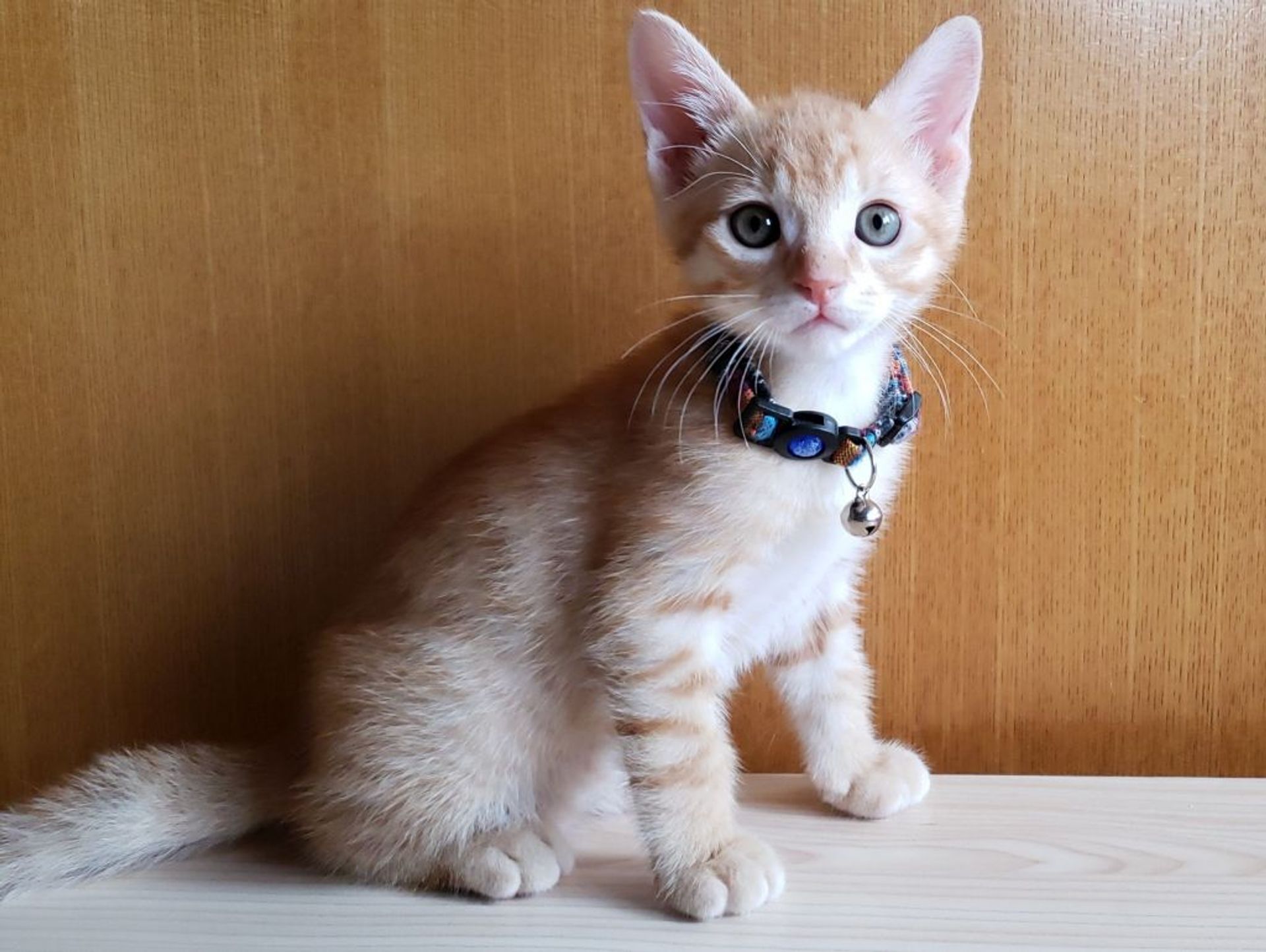 雑種（ミックス猫）・オスの里親募集の写真