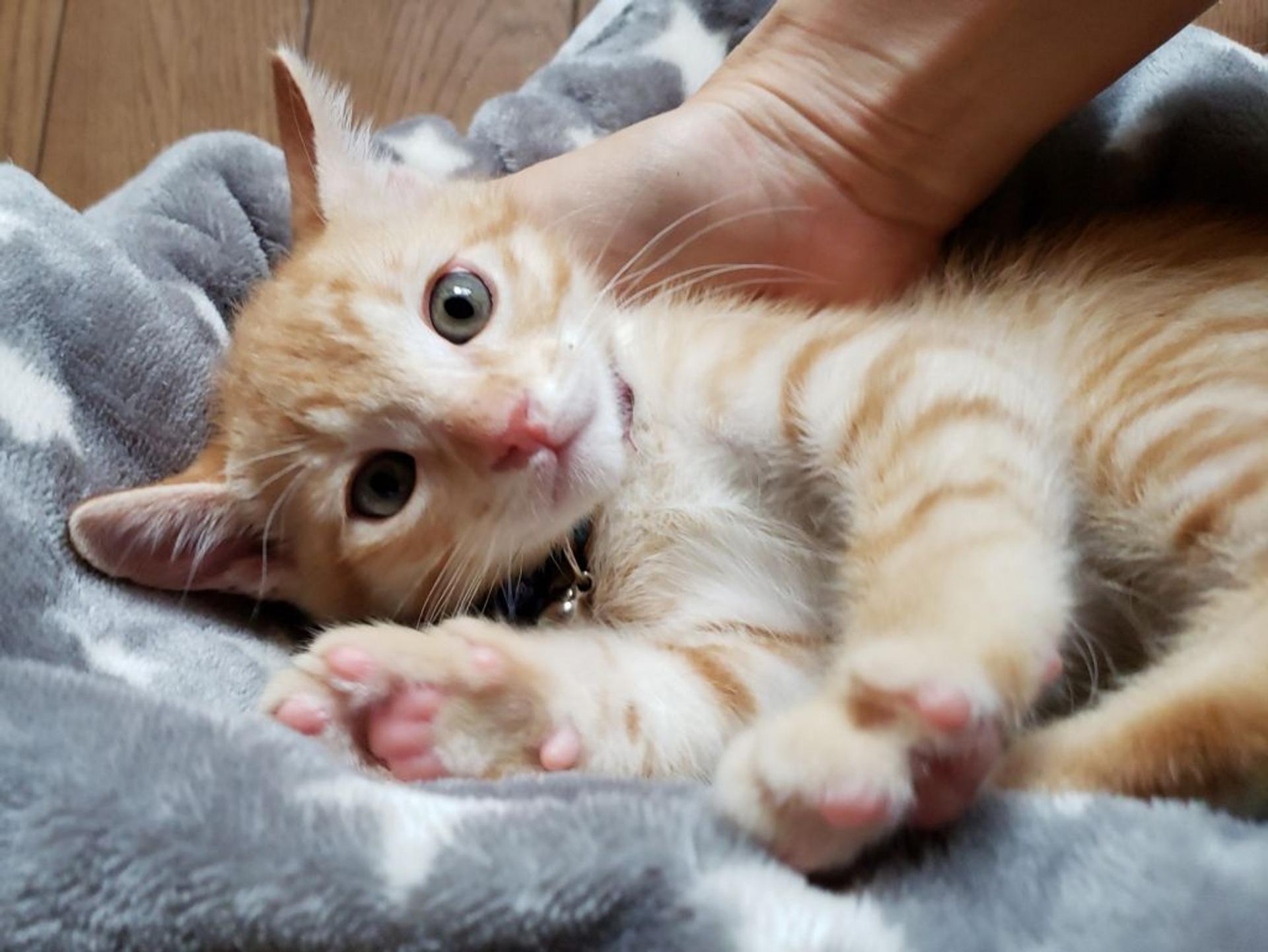 pet-image-3