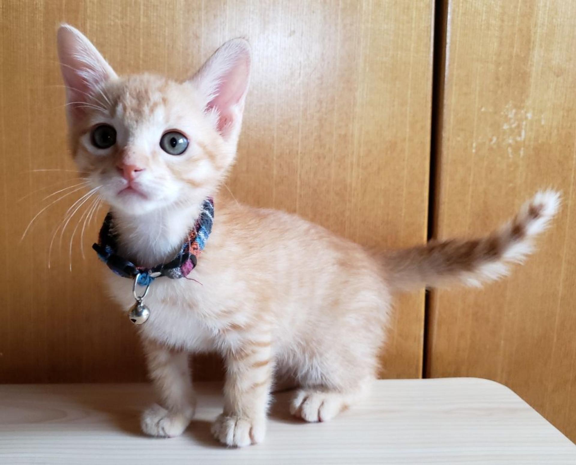 pet-image-4