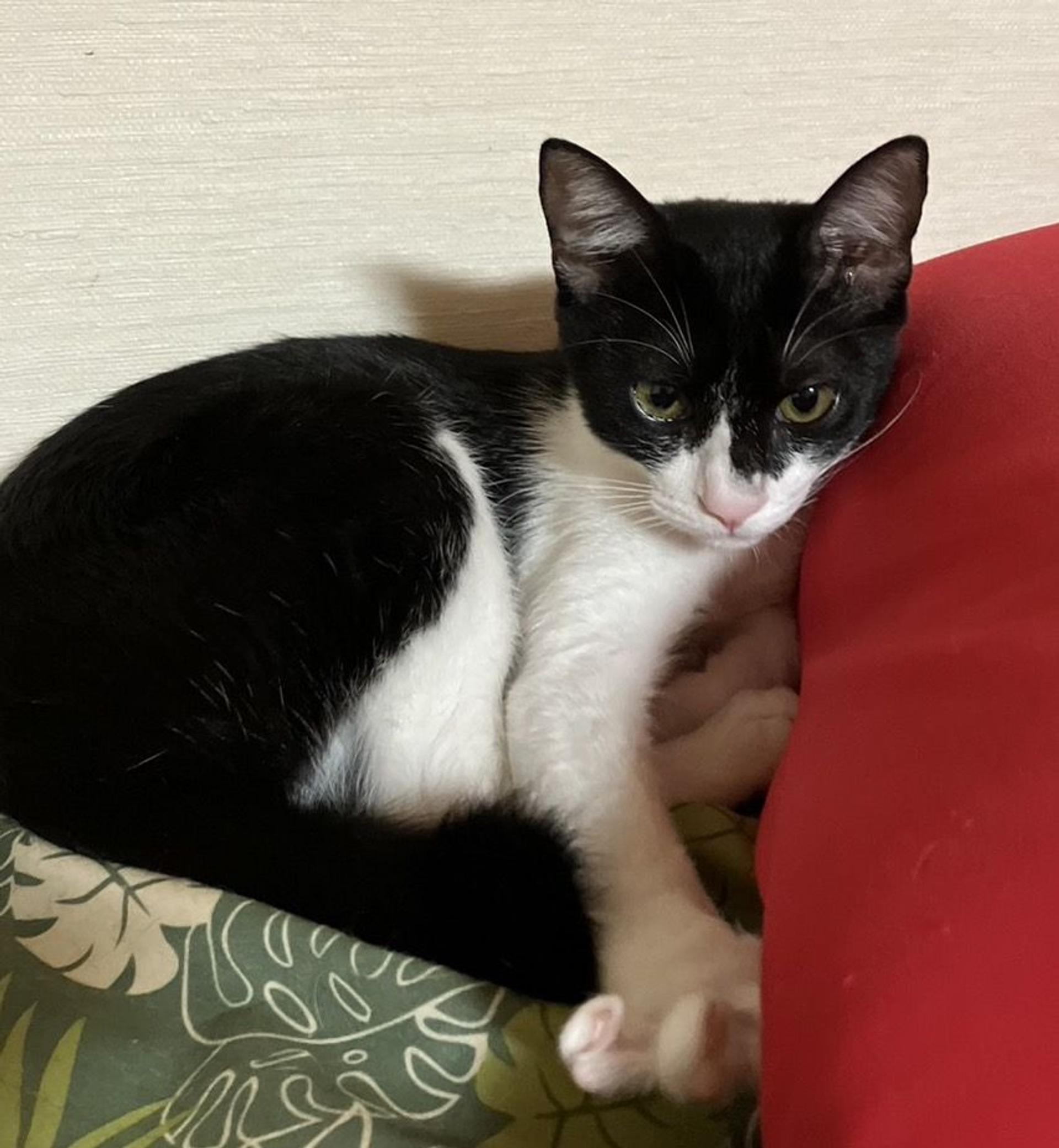 pet-image-2