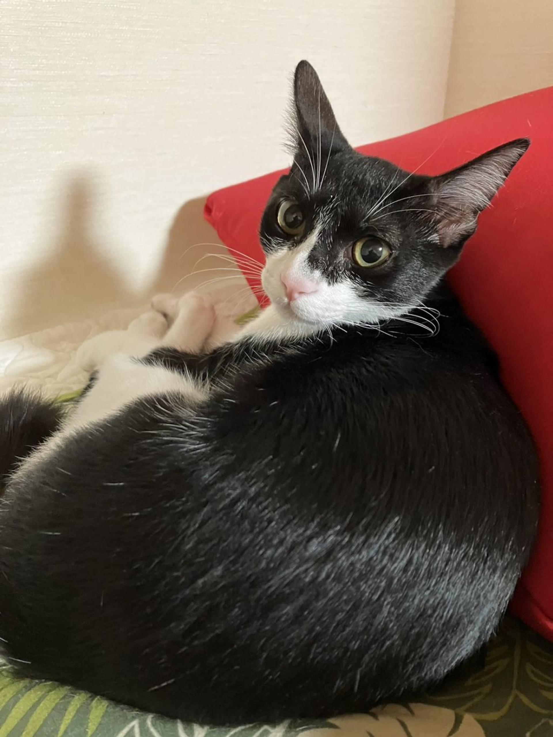 pet-image-4