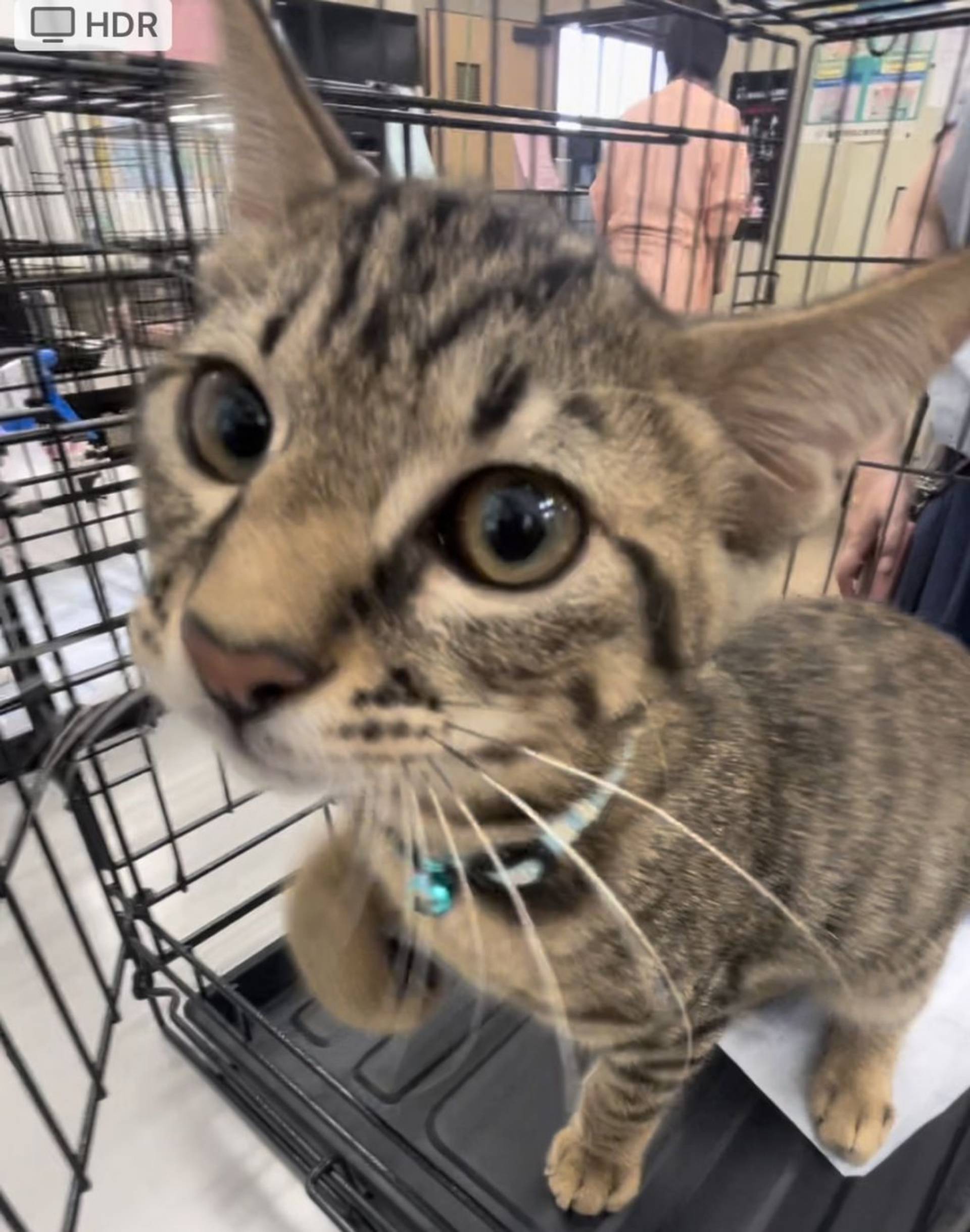 雑種（ミックス猫）・オスの里親募集の写真