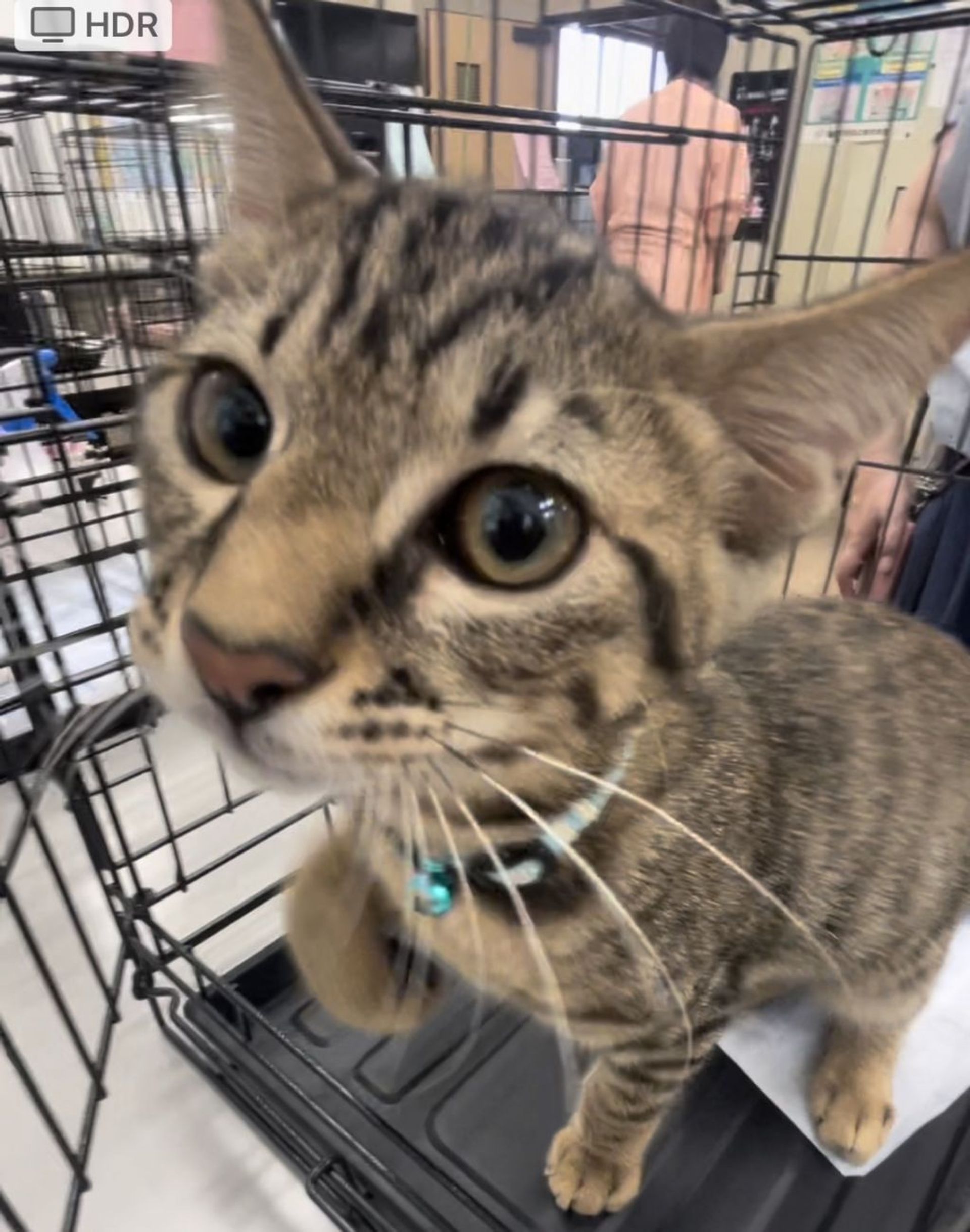 雑種（ミックス猫）・オスの里親募集の写真