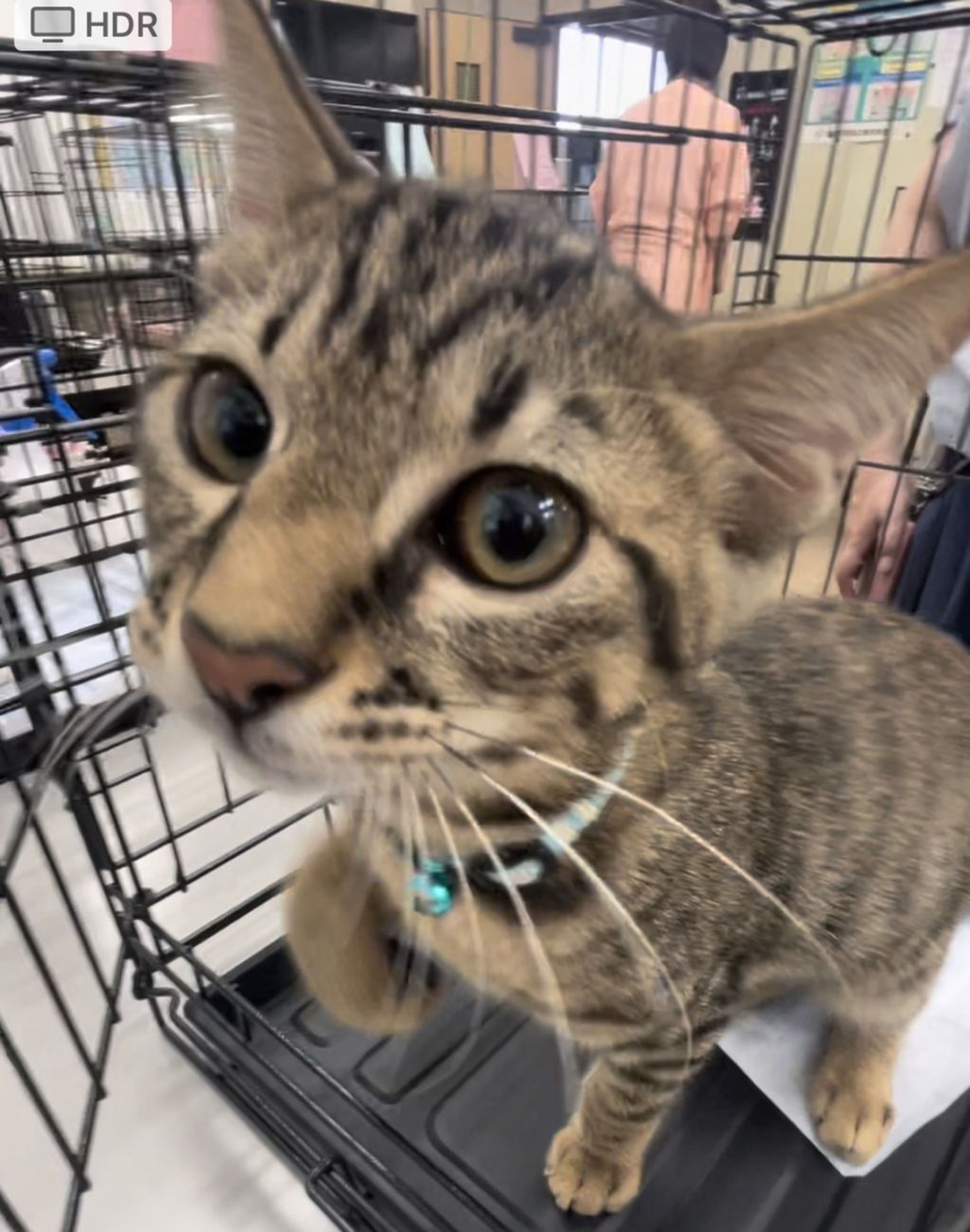 雑種（ミックス猫）・オスの里親募集の写真