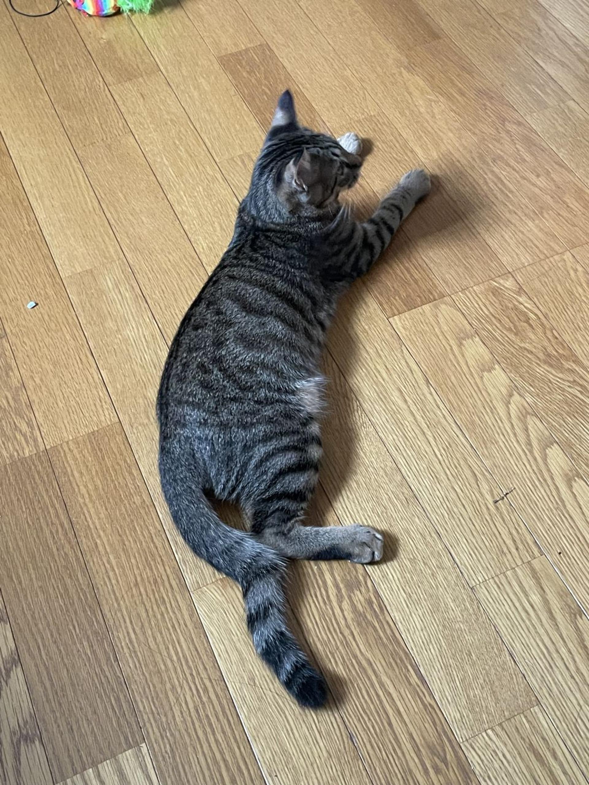 pet-image-5