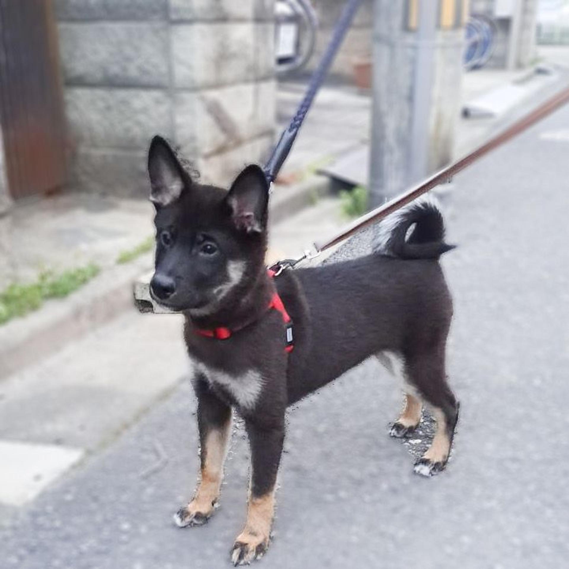 pet-image-4