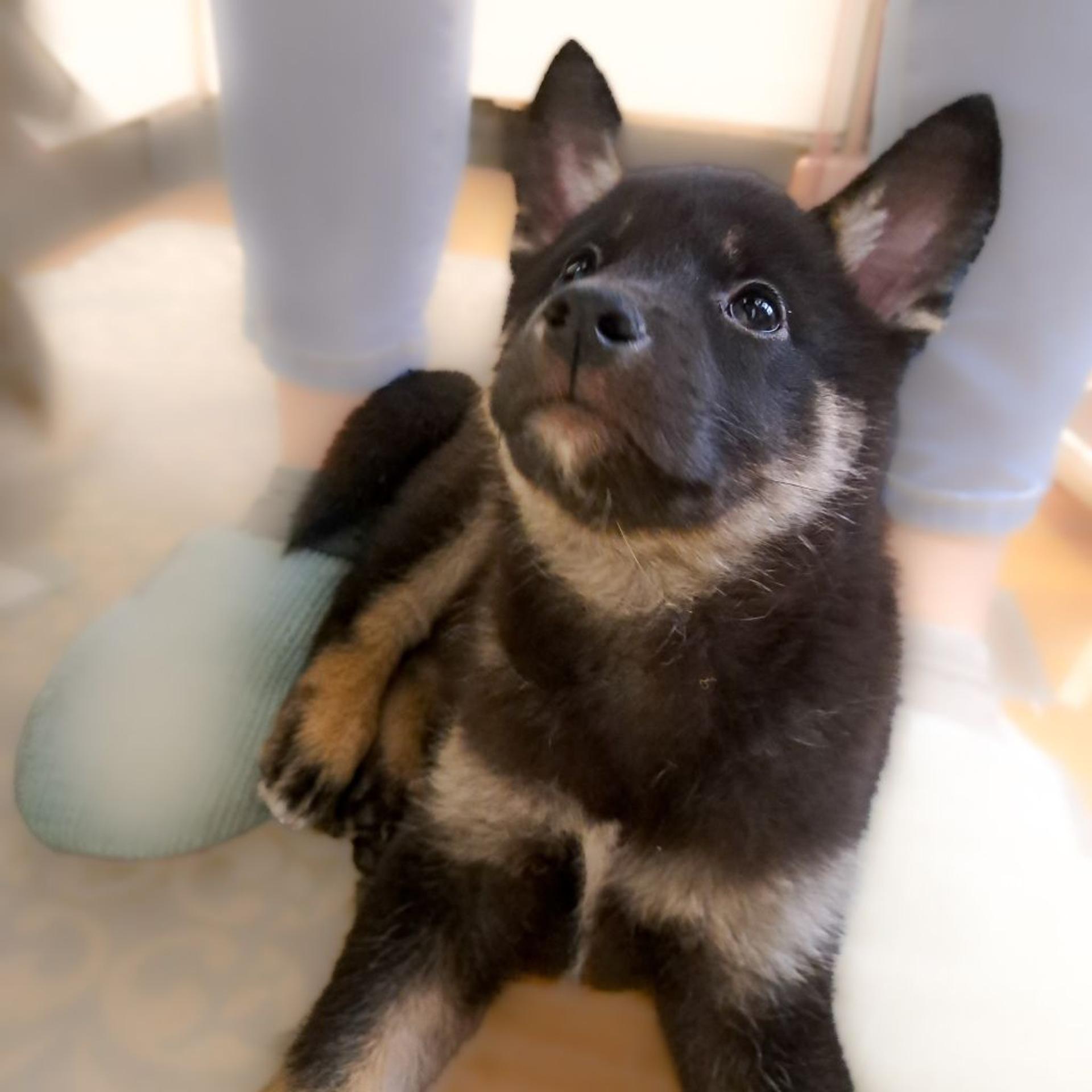 pet-image-5