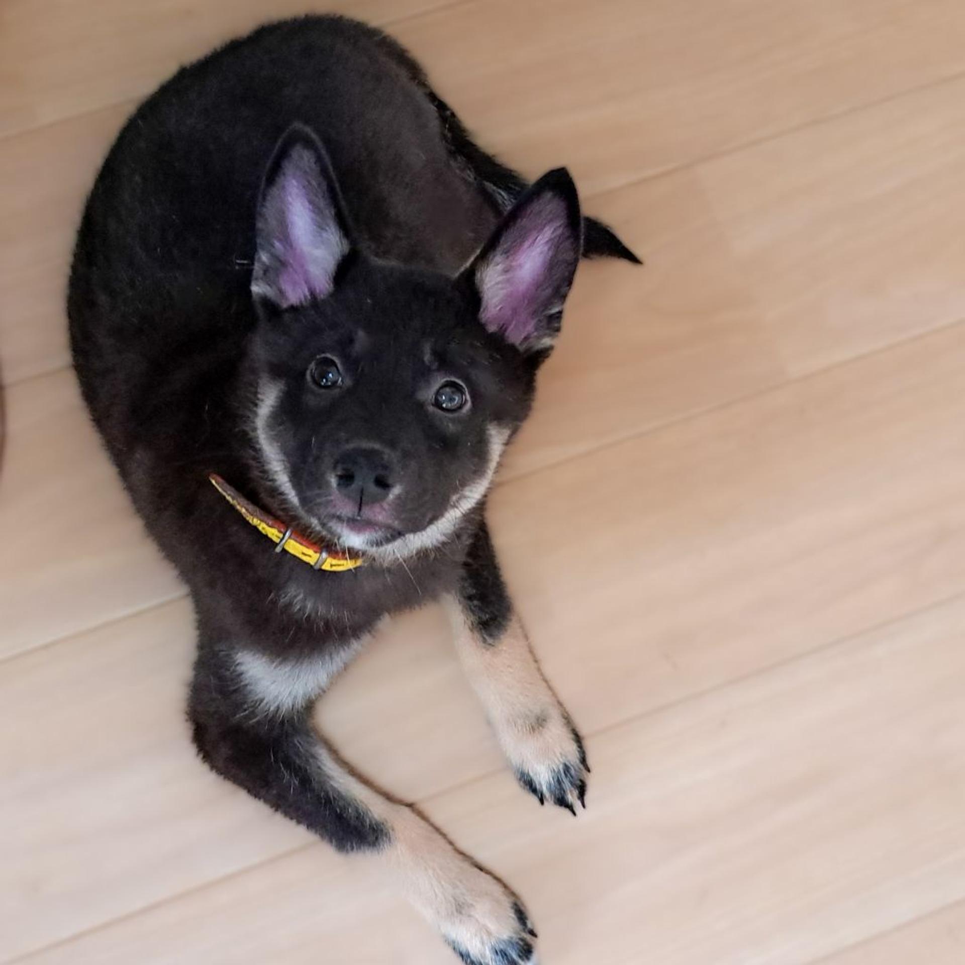 pet-image-7