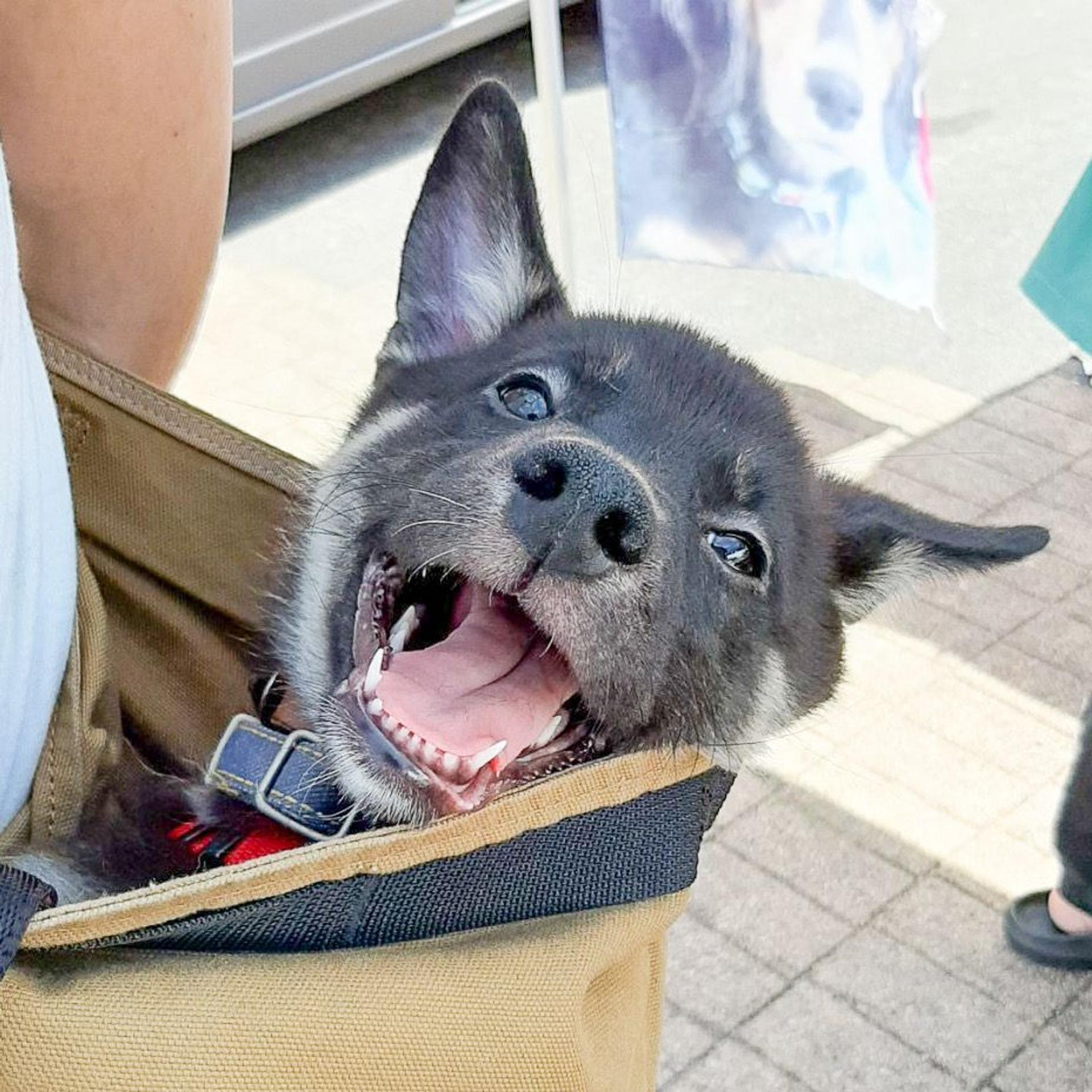pet-image-9