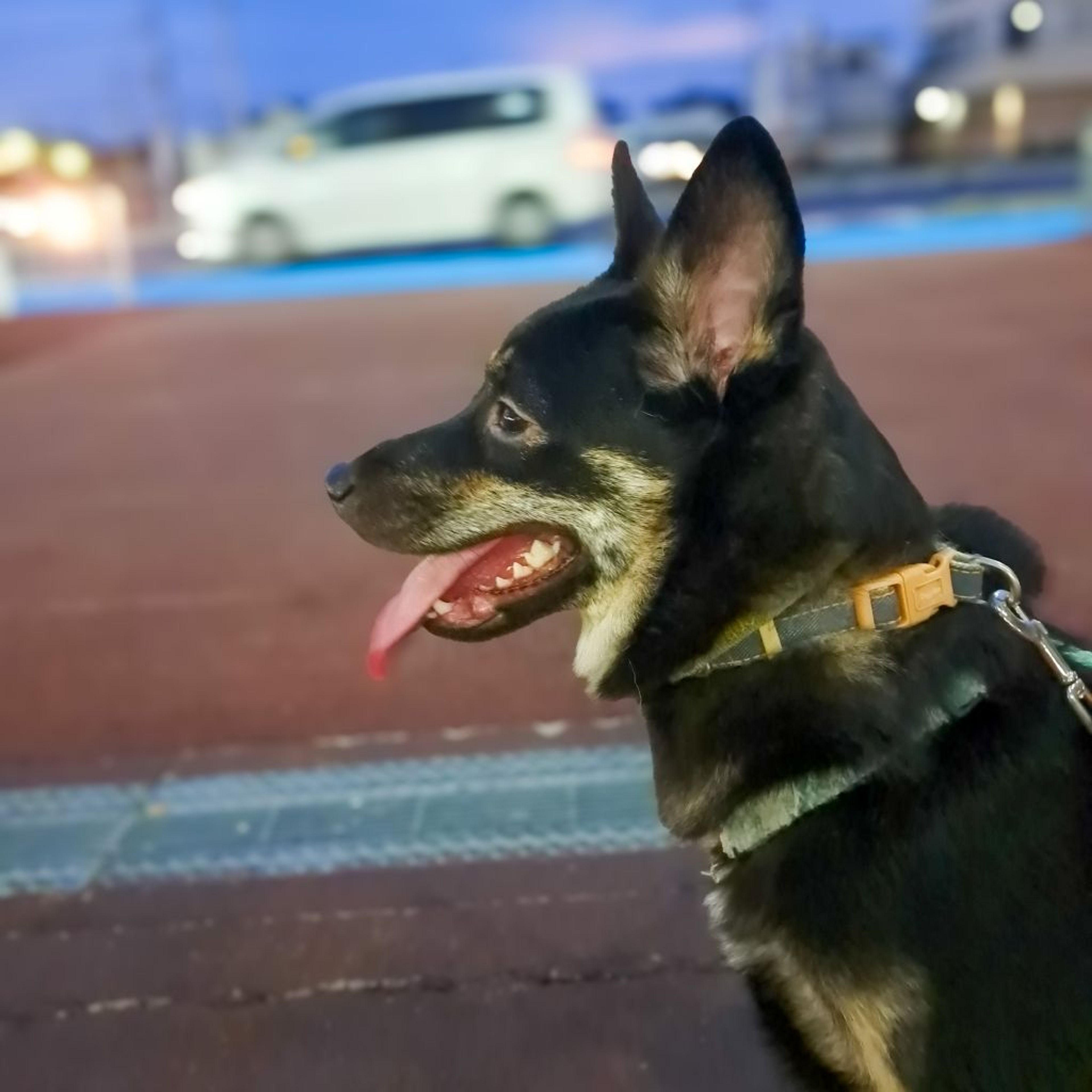 pet-image-2