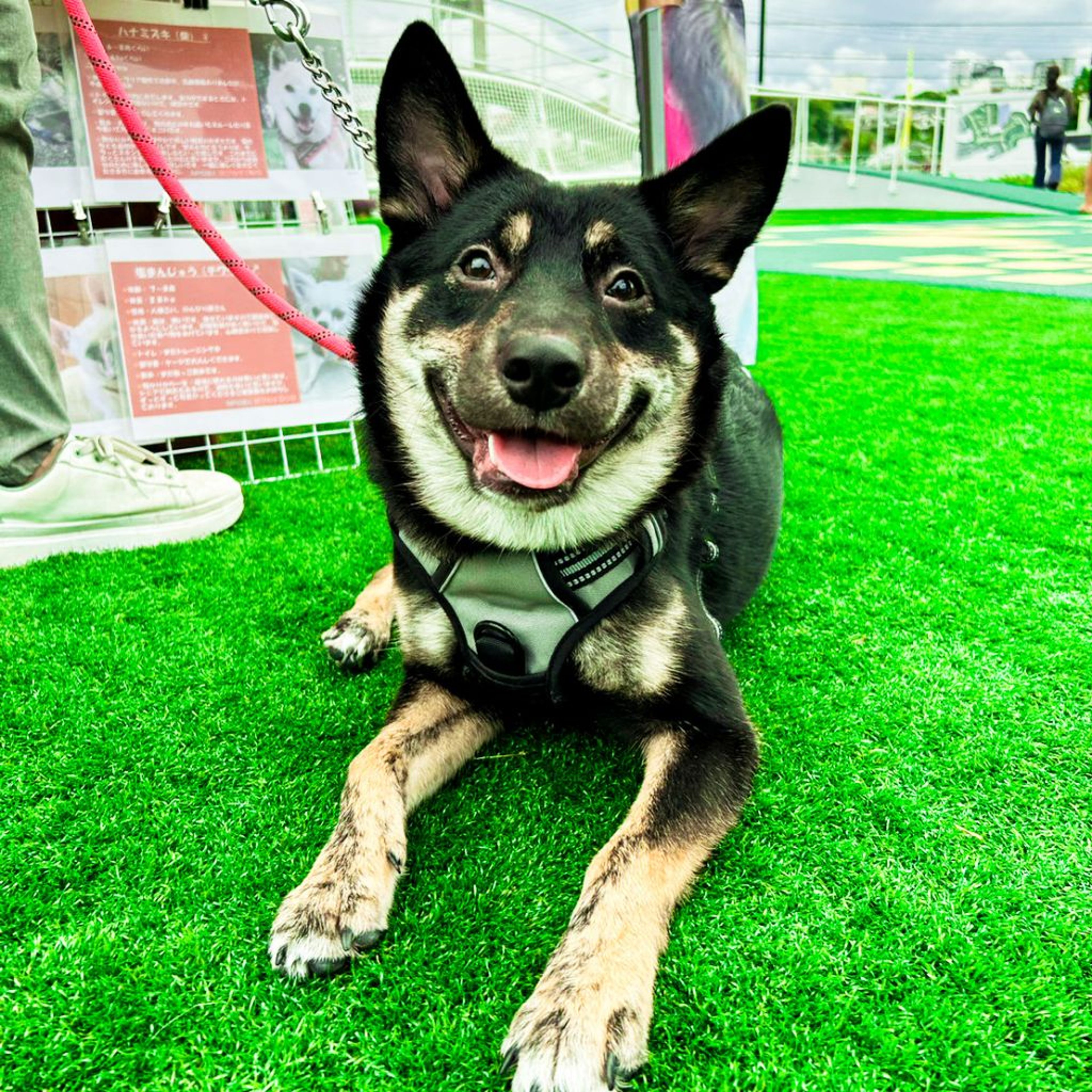 pet-image-4