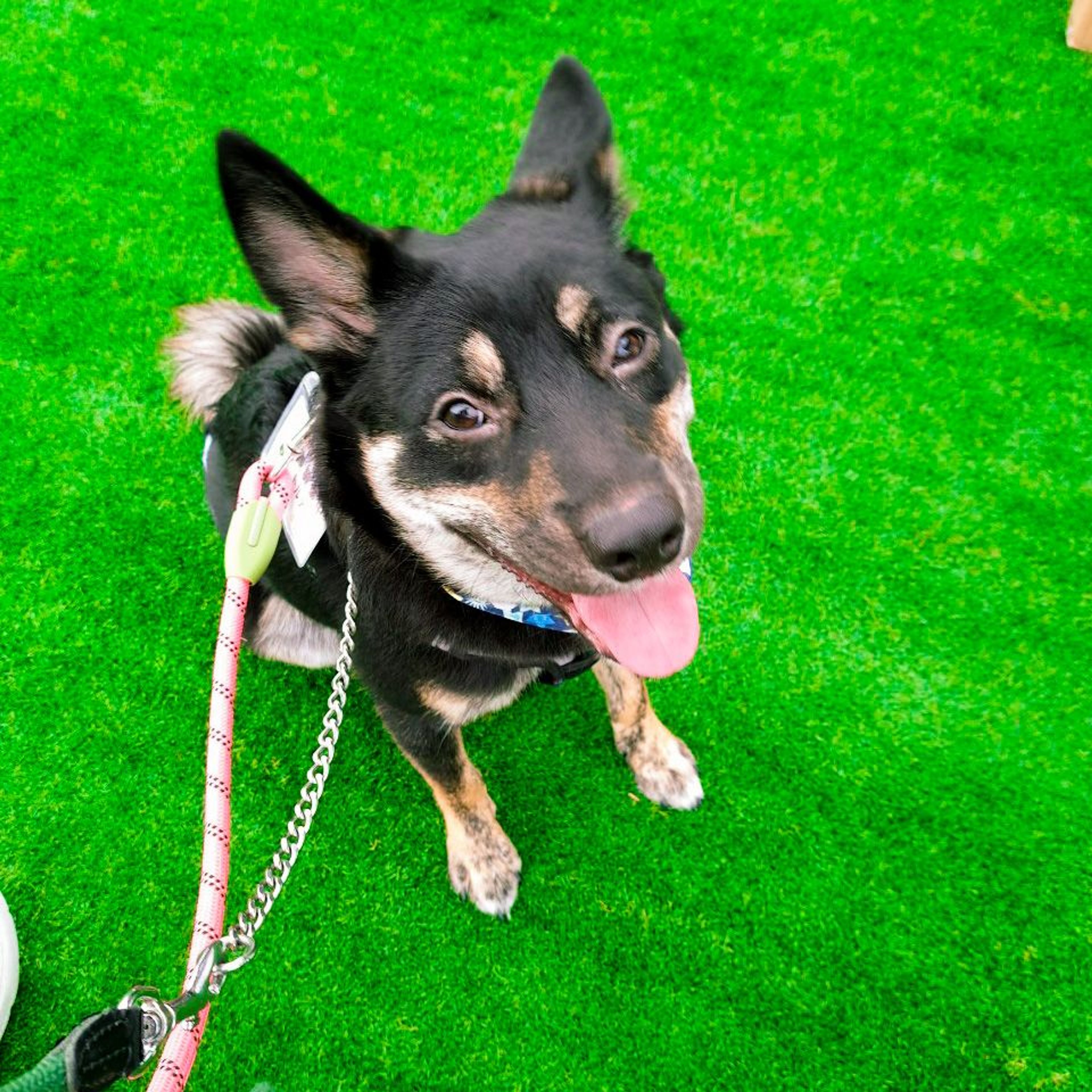 pet-image-5