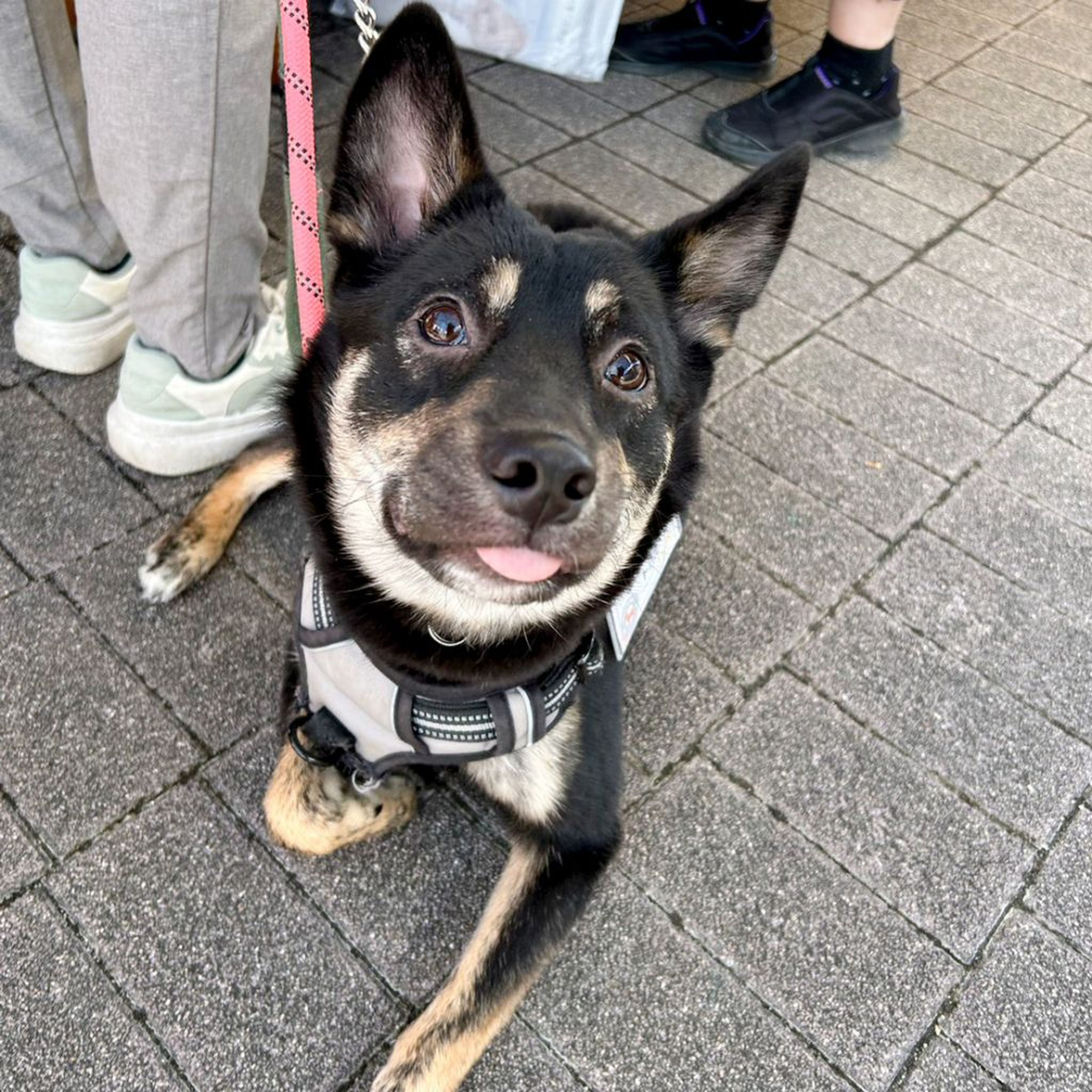 pet-image-7