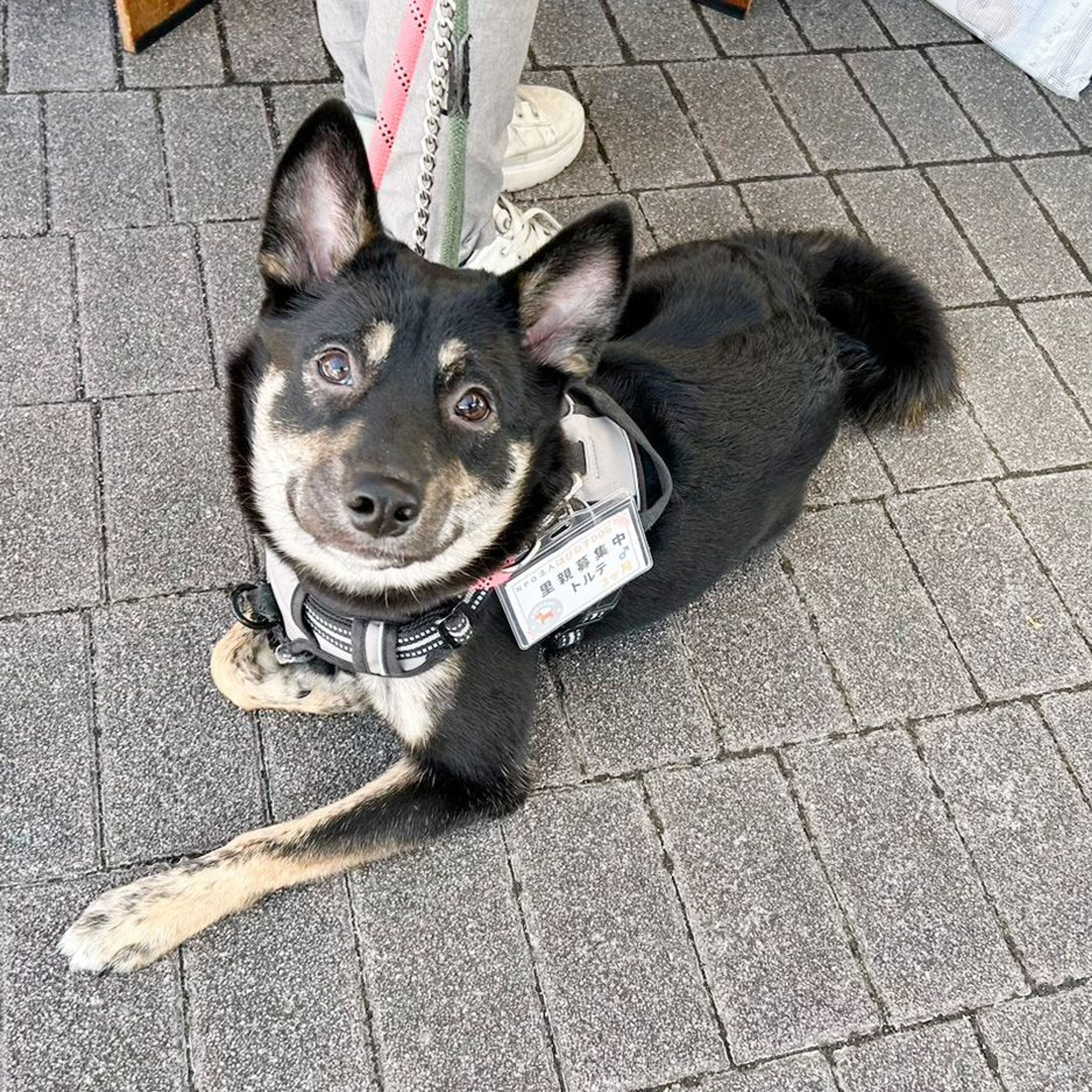 pet-image-8