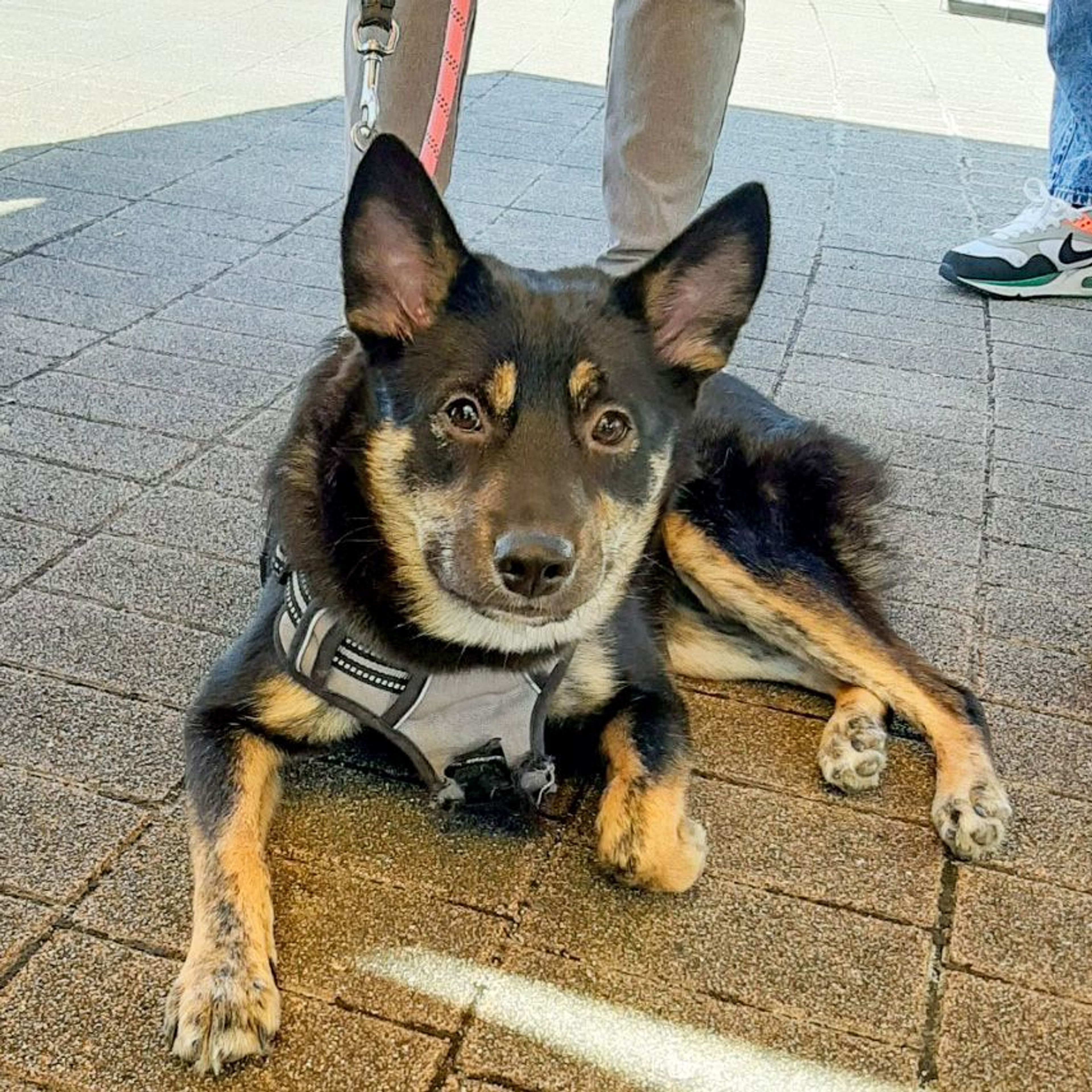 pet-image-9
