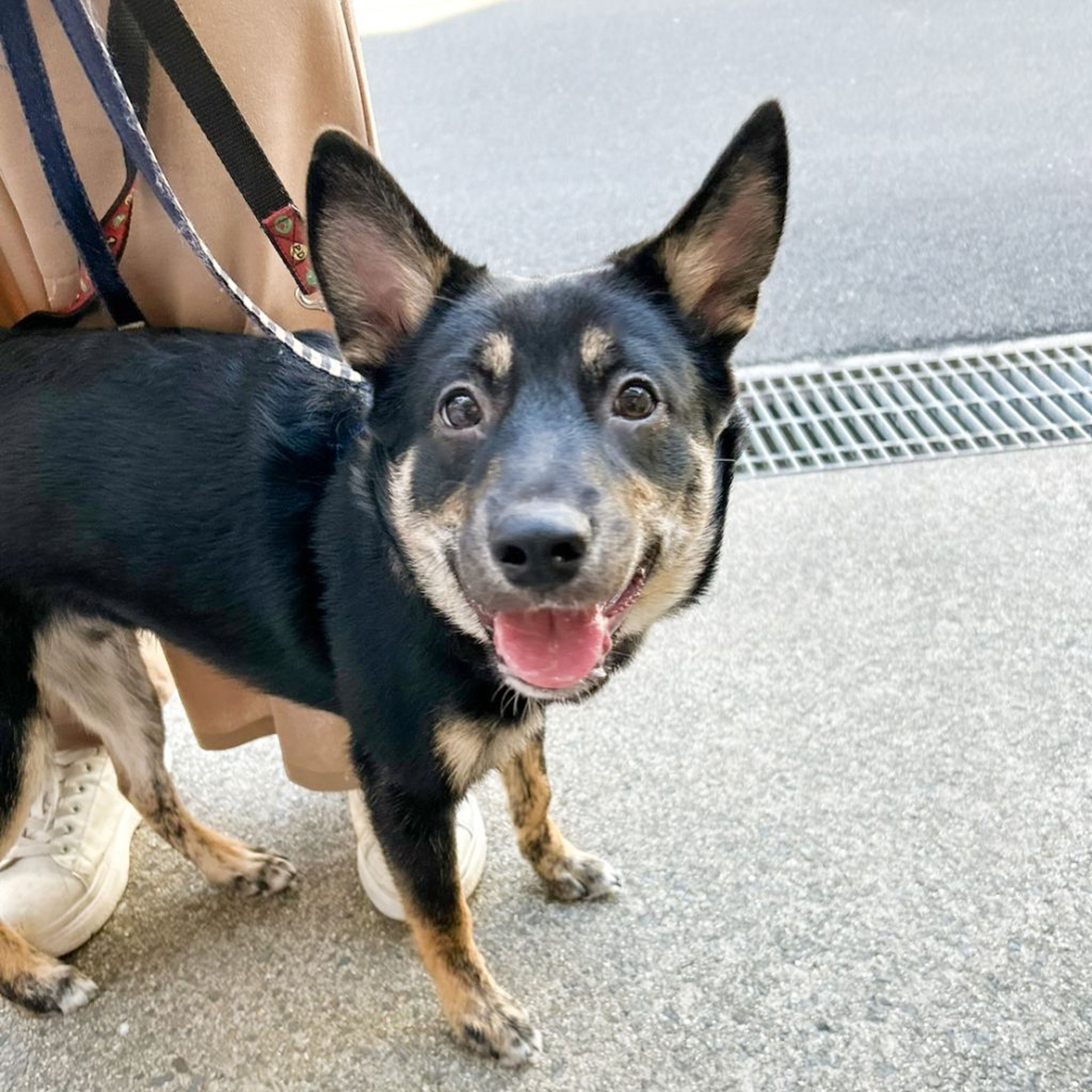 pet-image-10