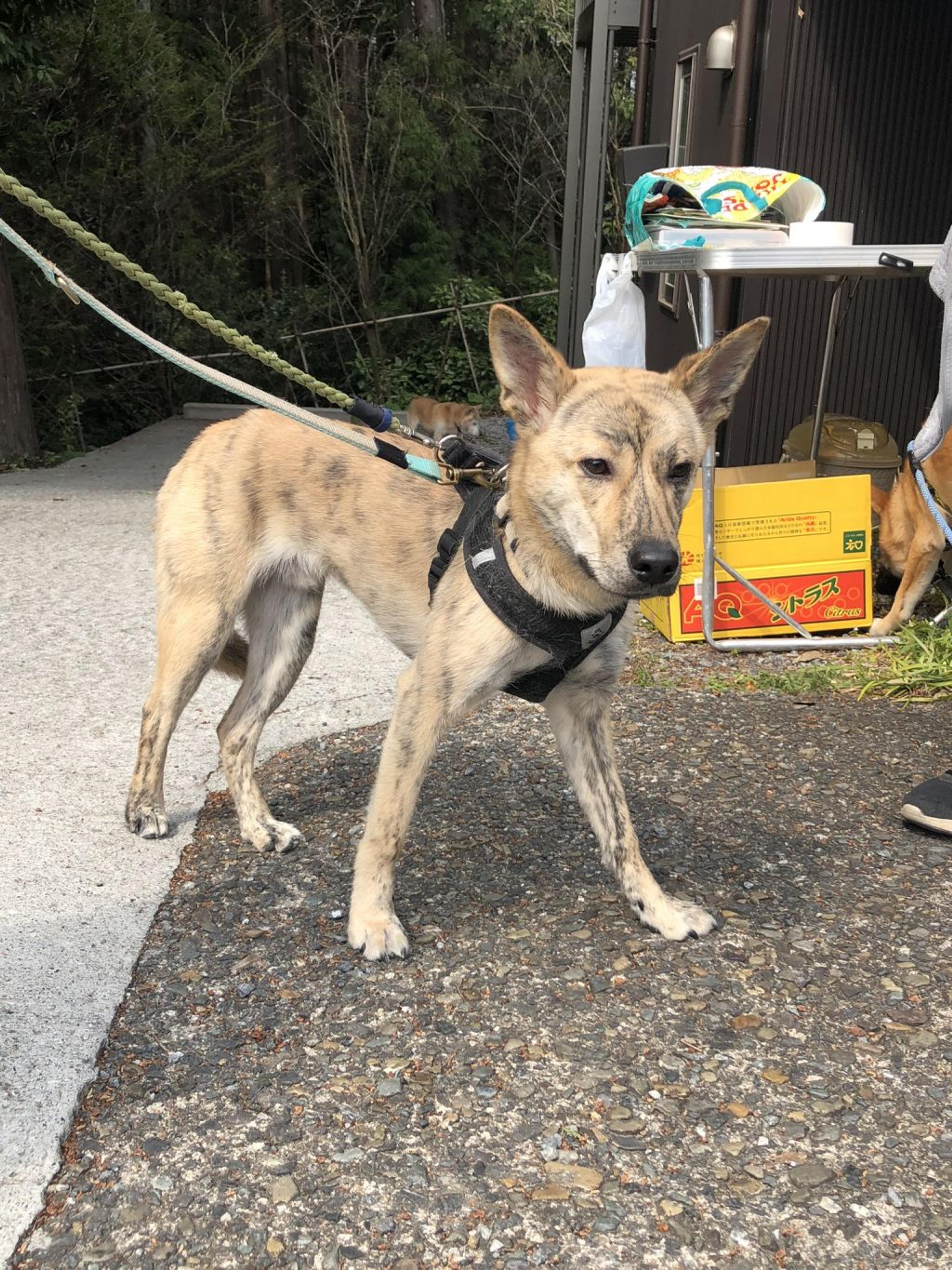 pet-image-2
