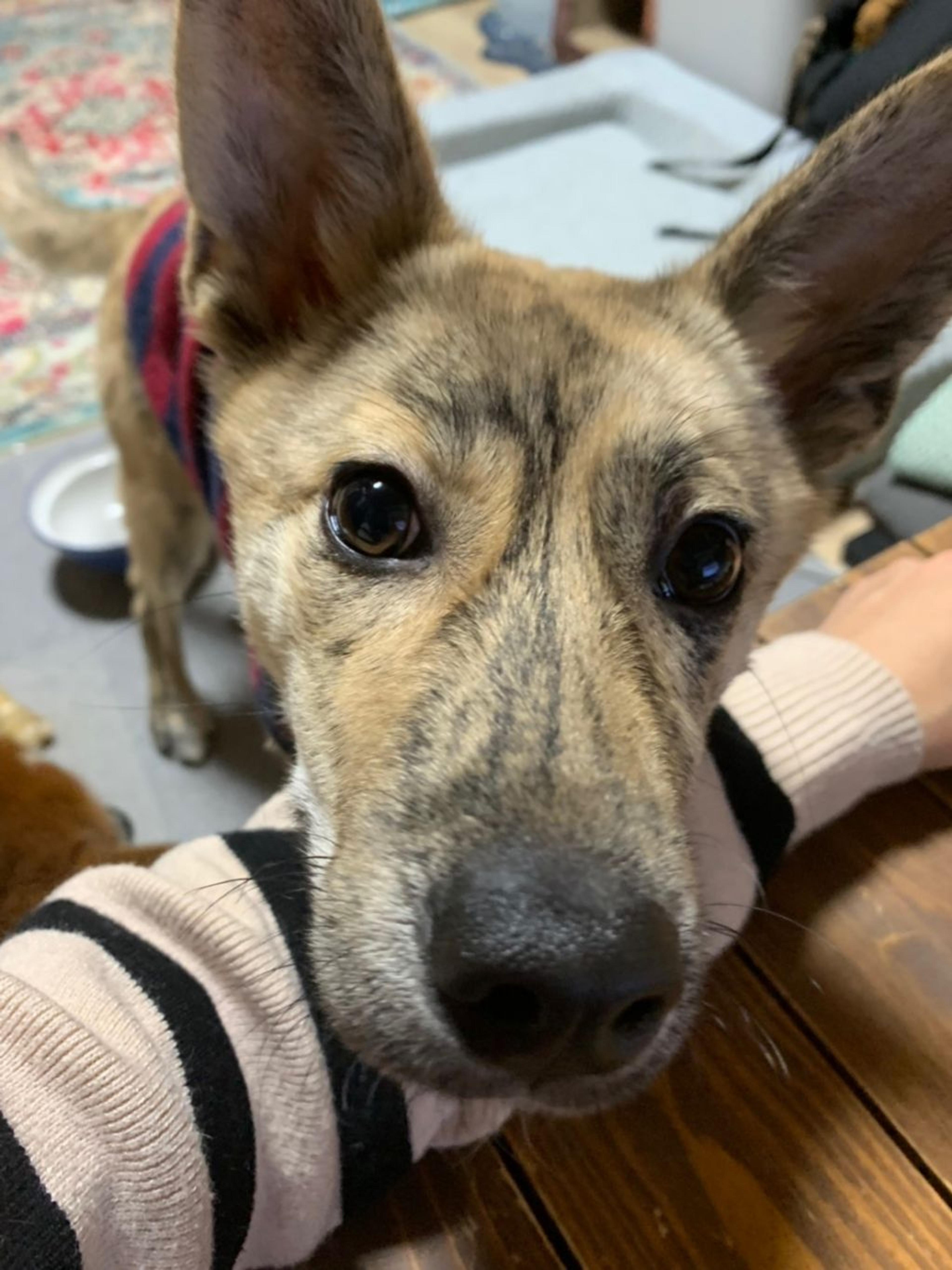pet-image-3