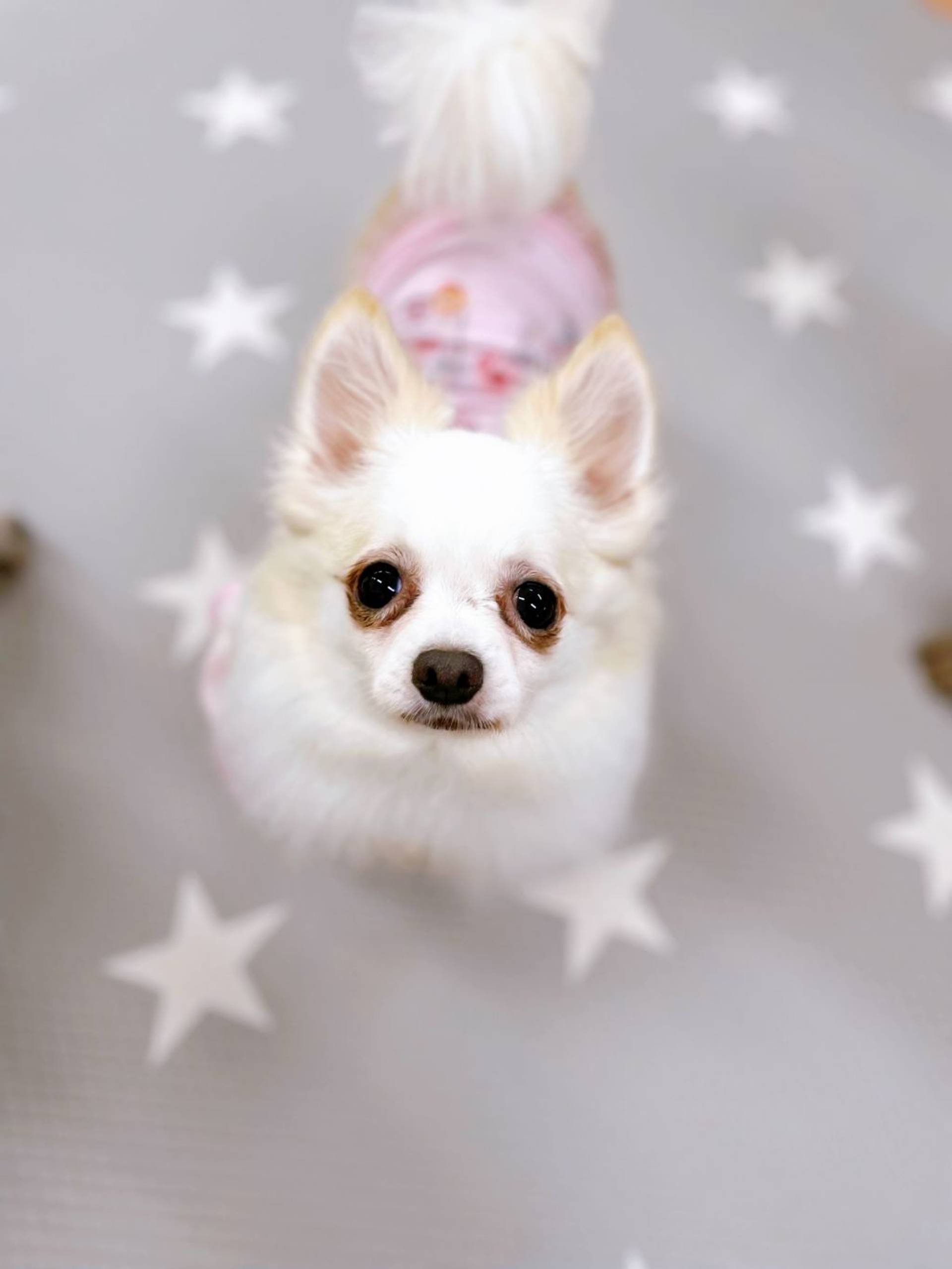 チワワ・メスの里親募集の写真