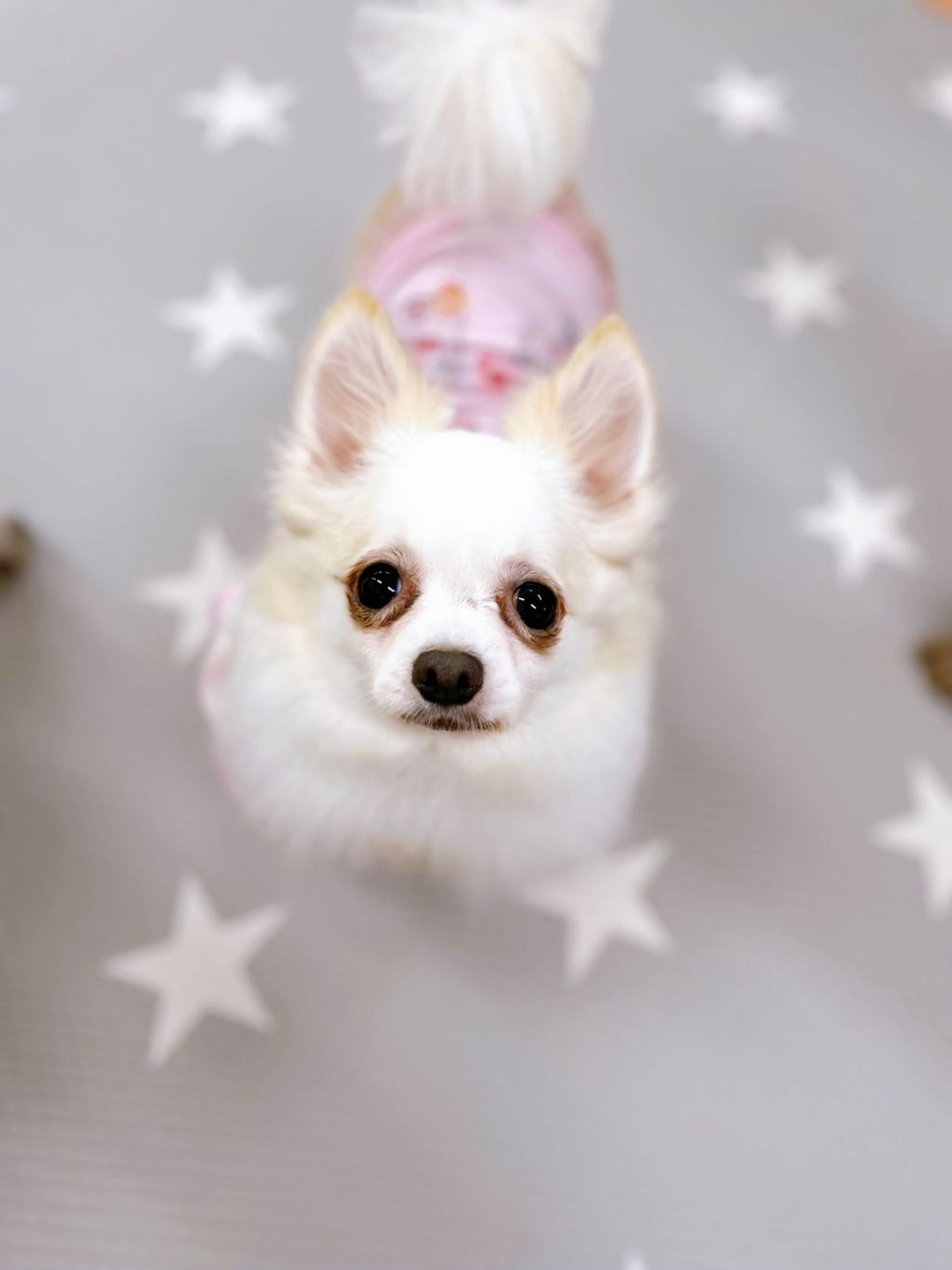 チワワ・メスの里親募集の写真