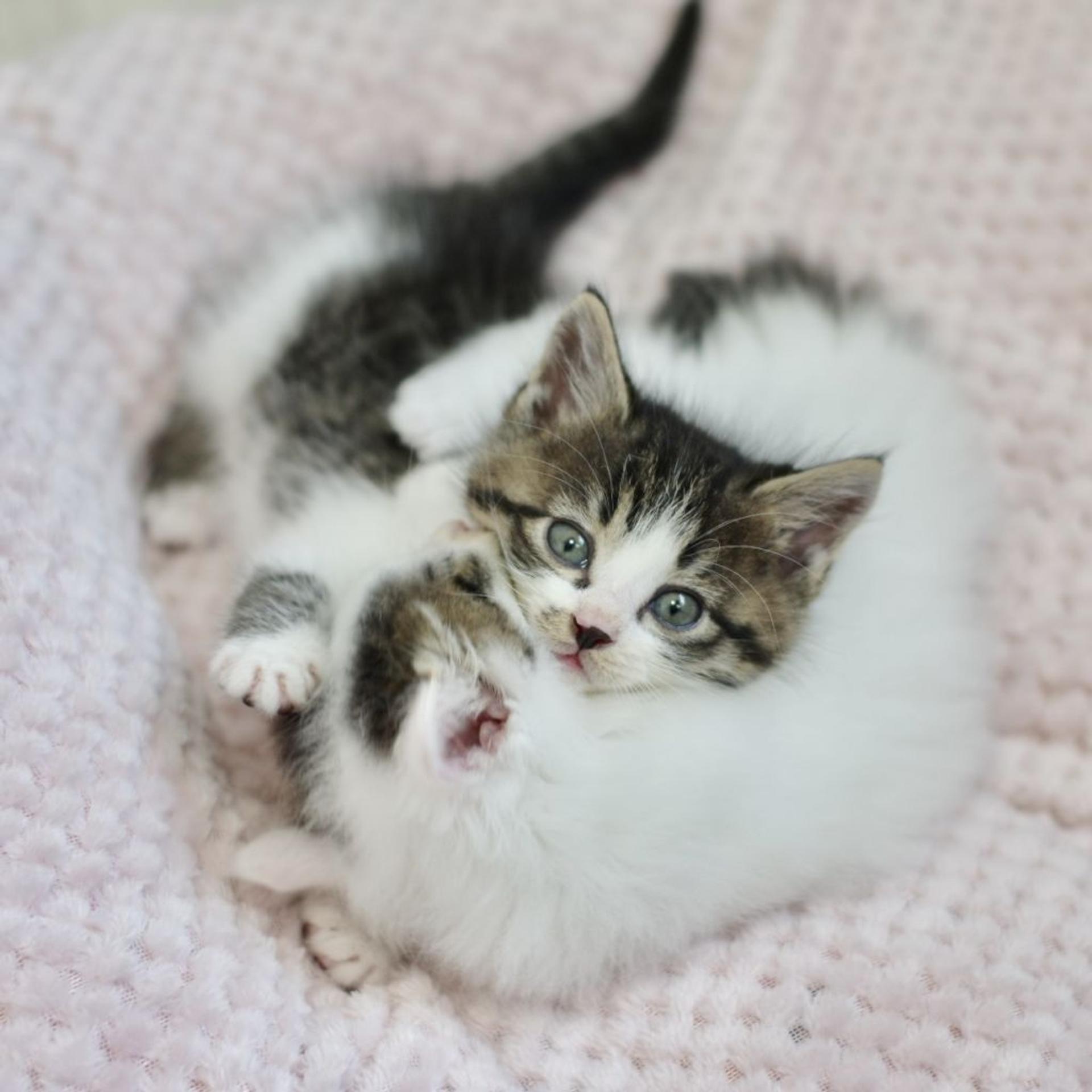 pet-image-4