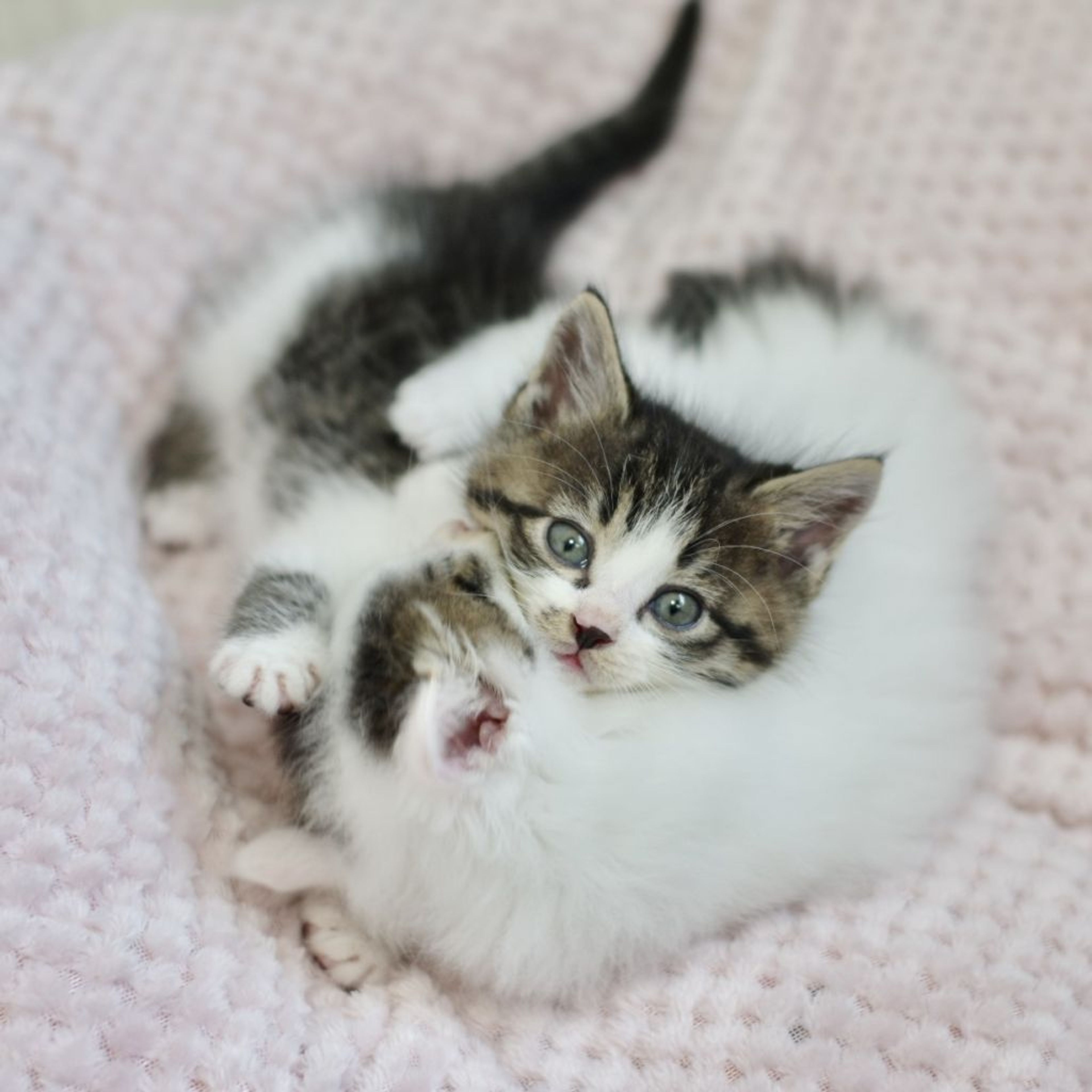 pet-image-4