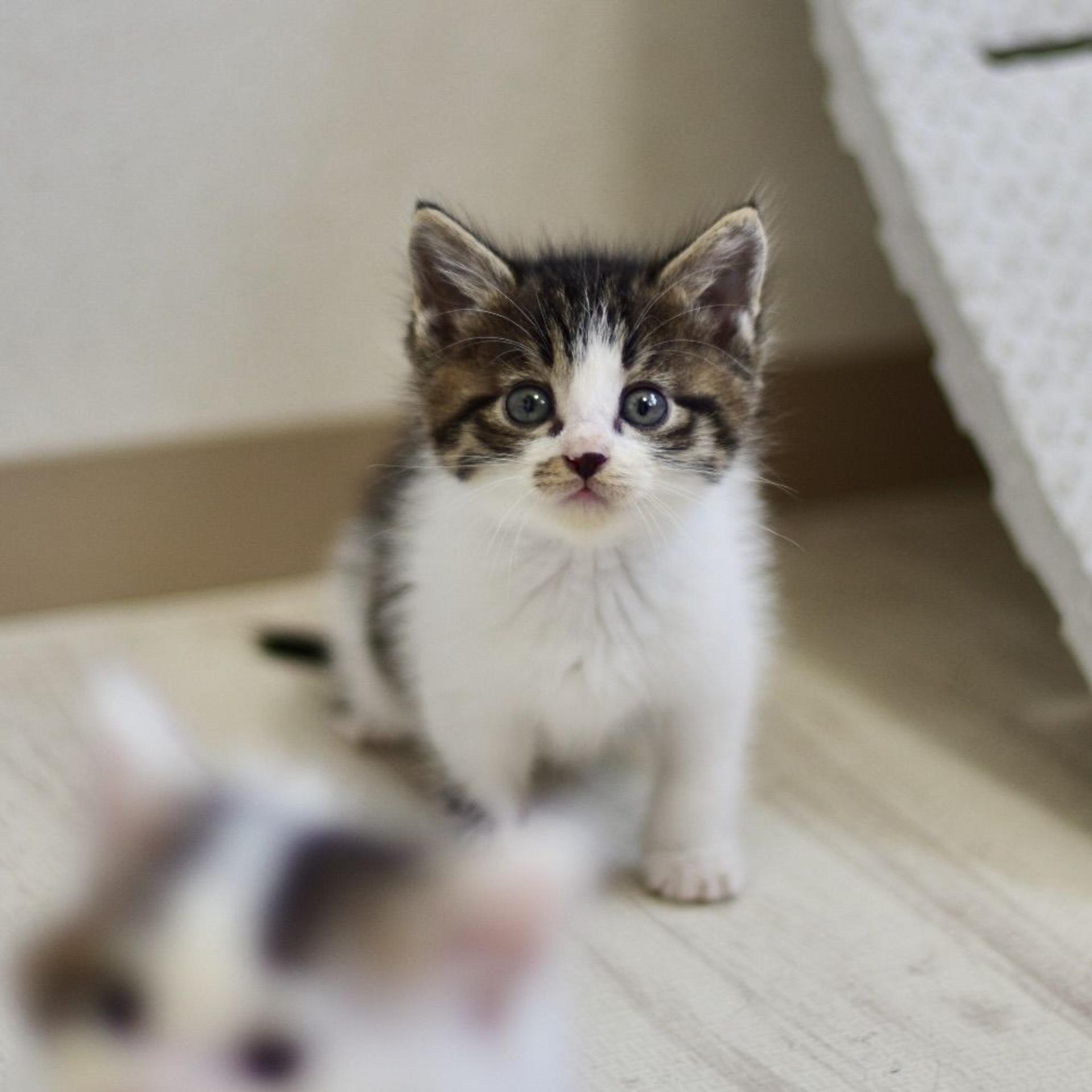 pet-image-5