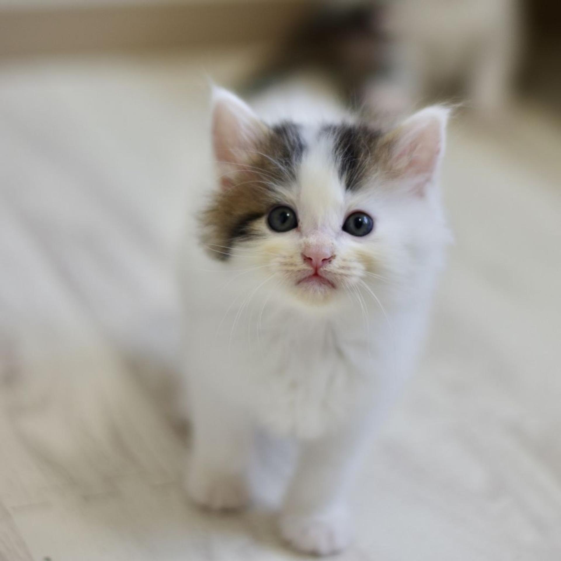 pet-image-6