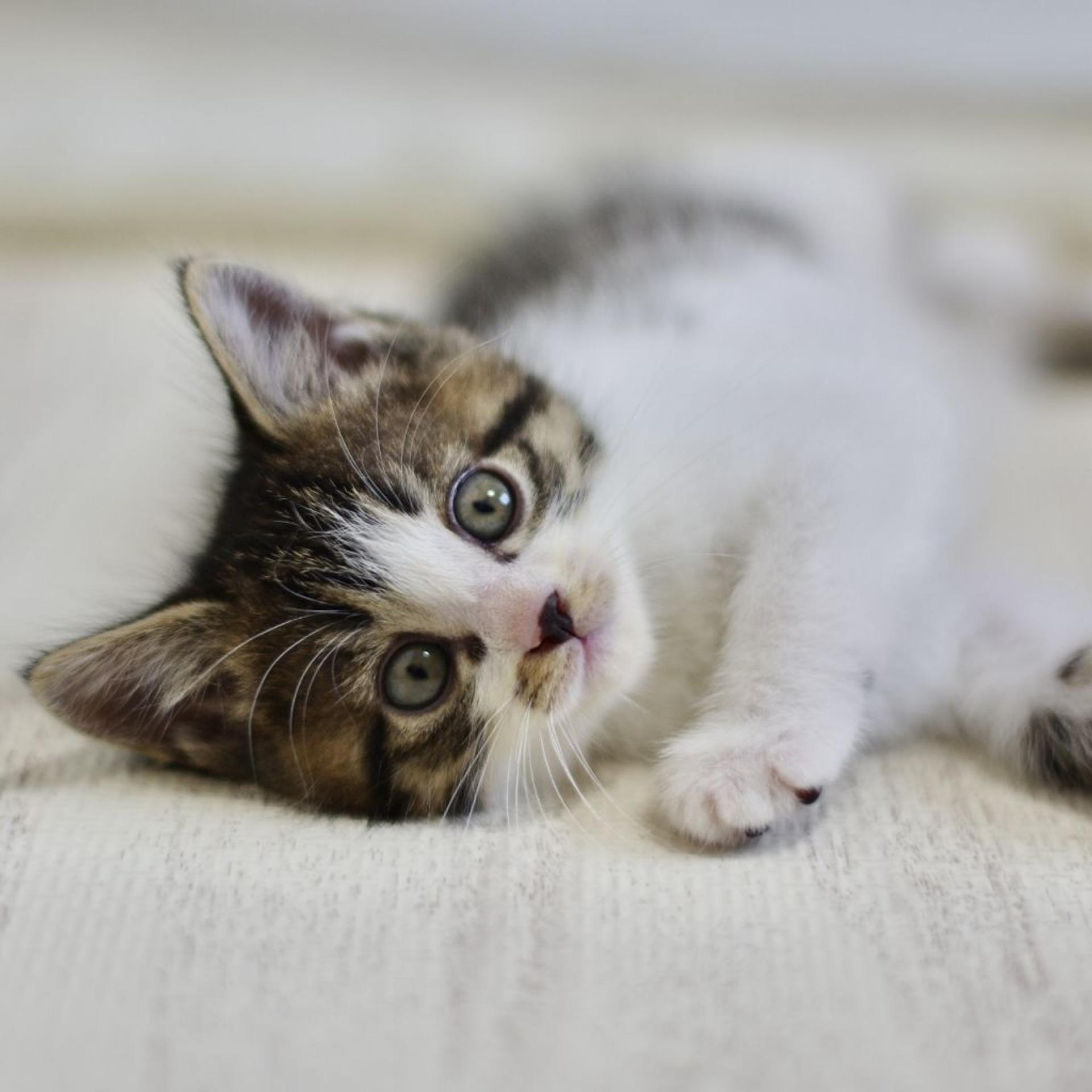 pet-image-8