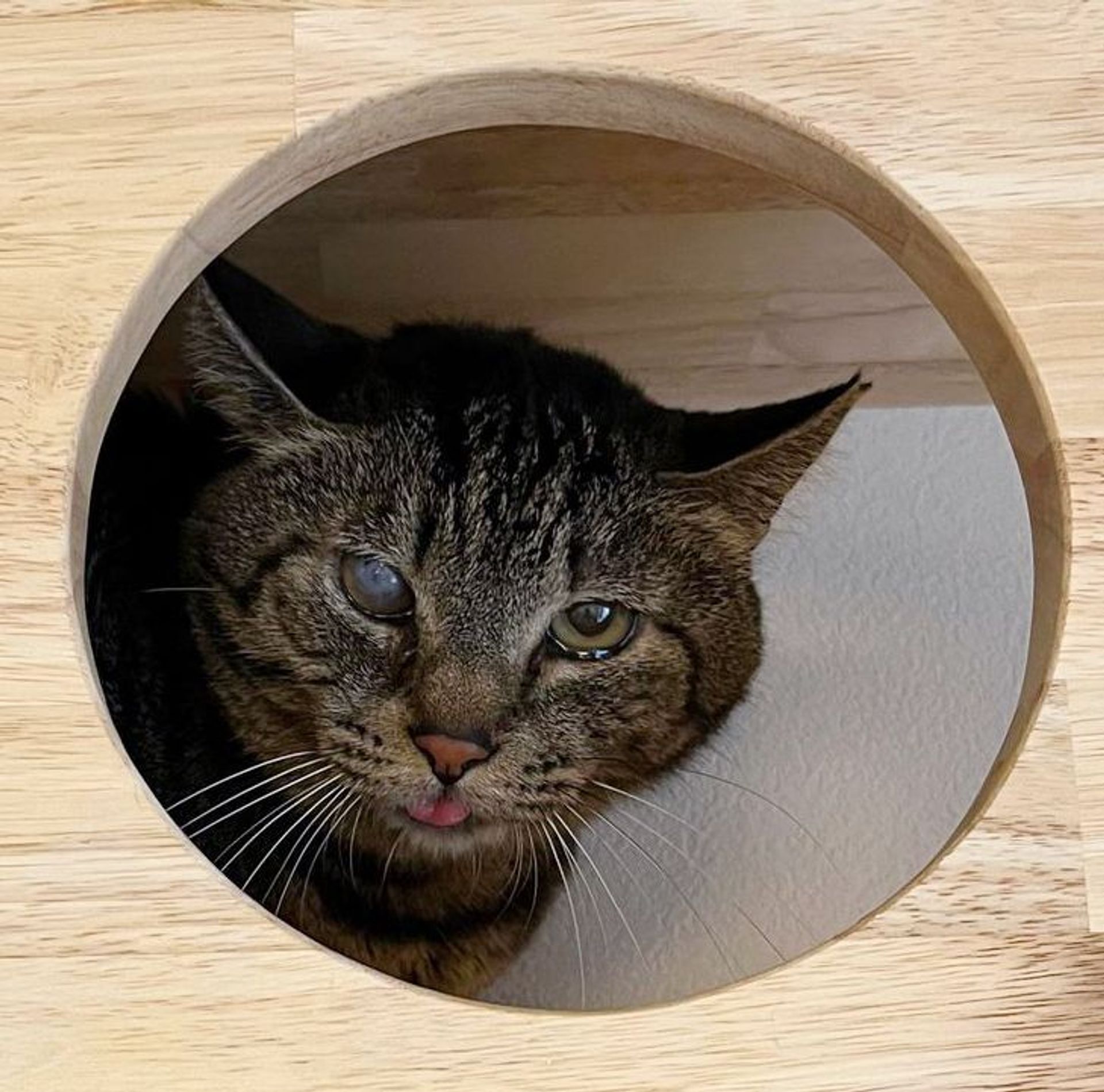 雑種（ミックス猫）・オスの里親募集の写真