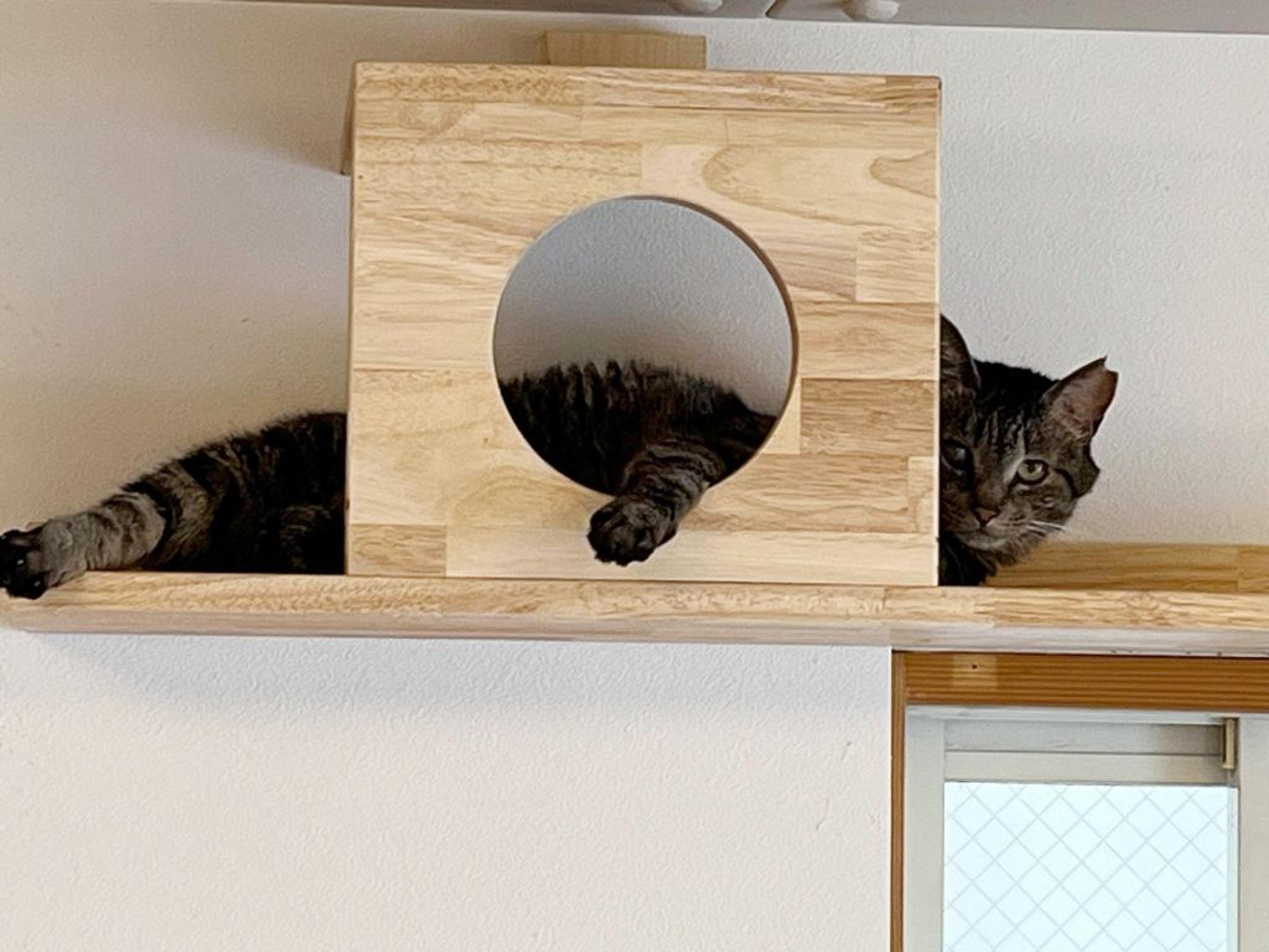 pet-image-4