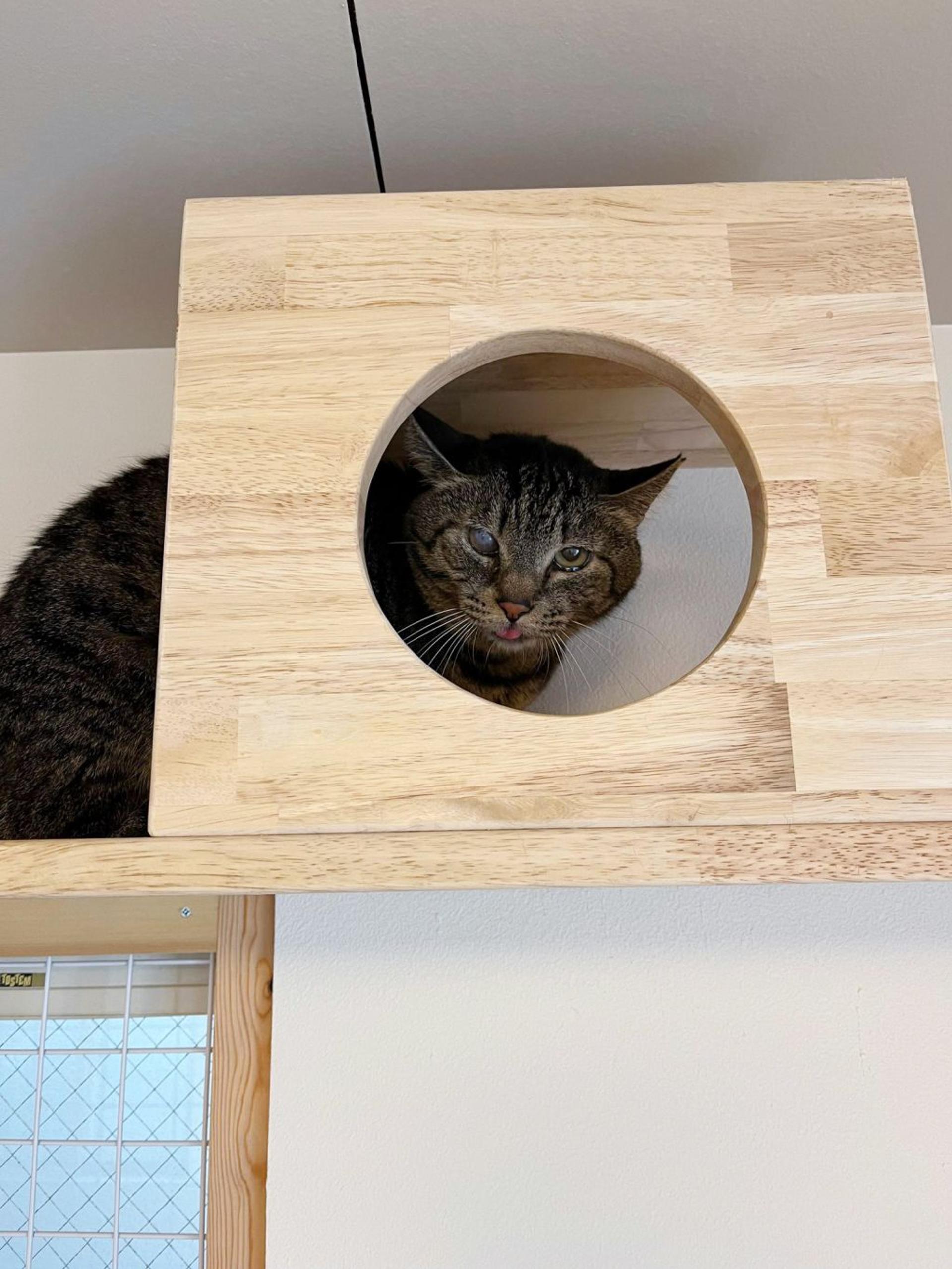 pet-image-5