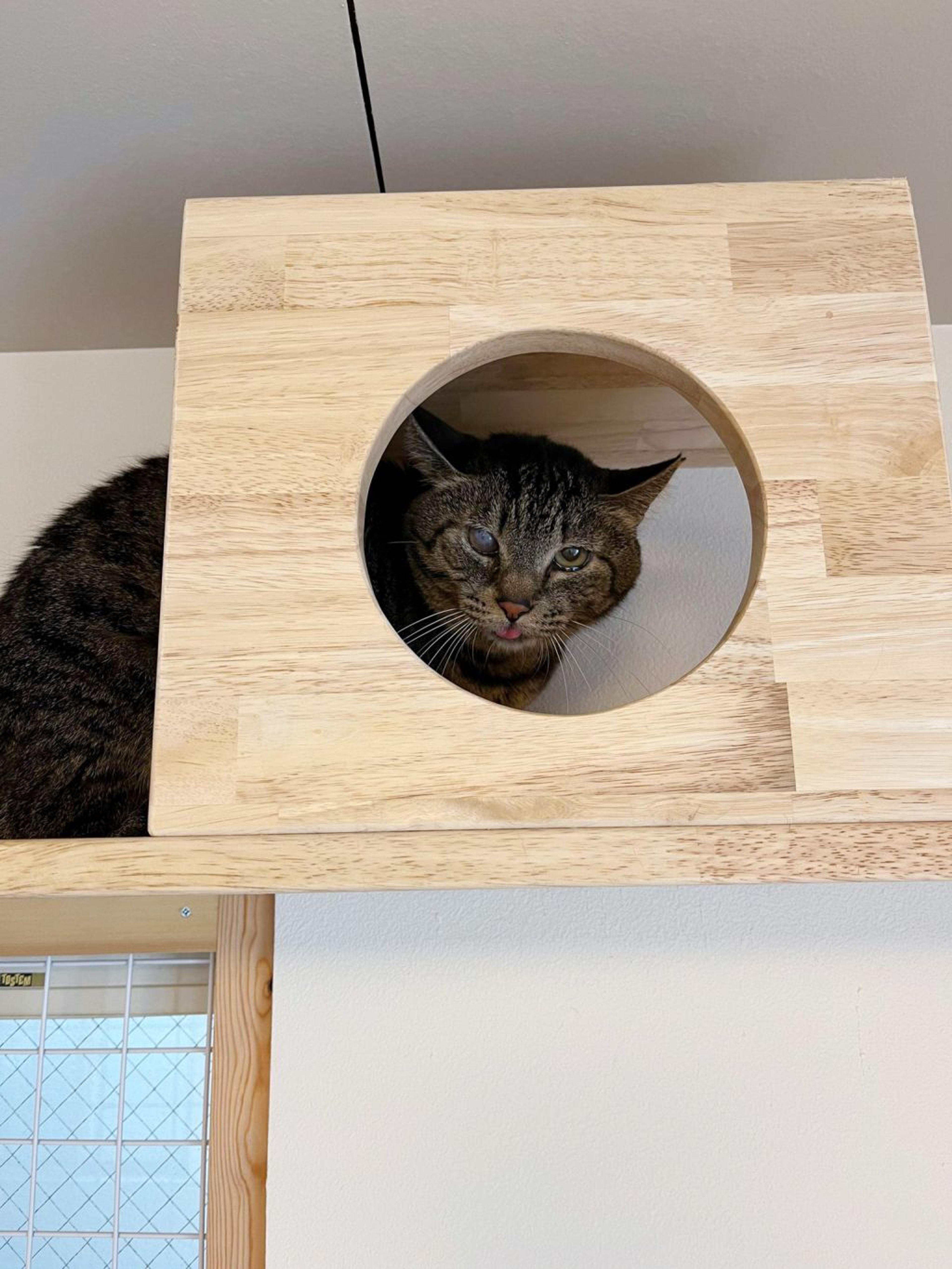 pet-image-5