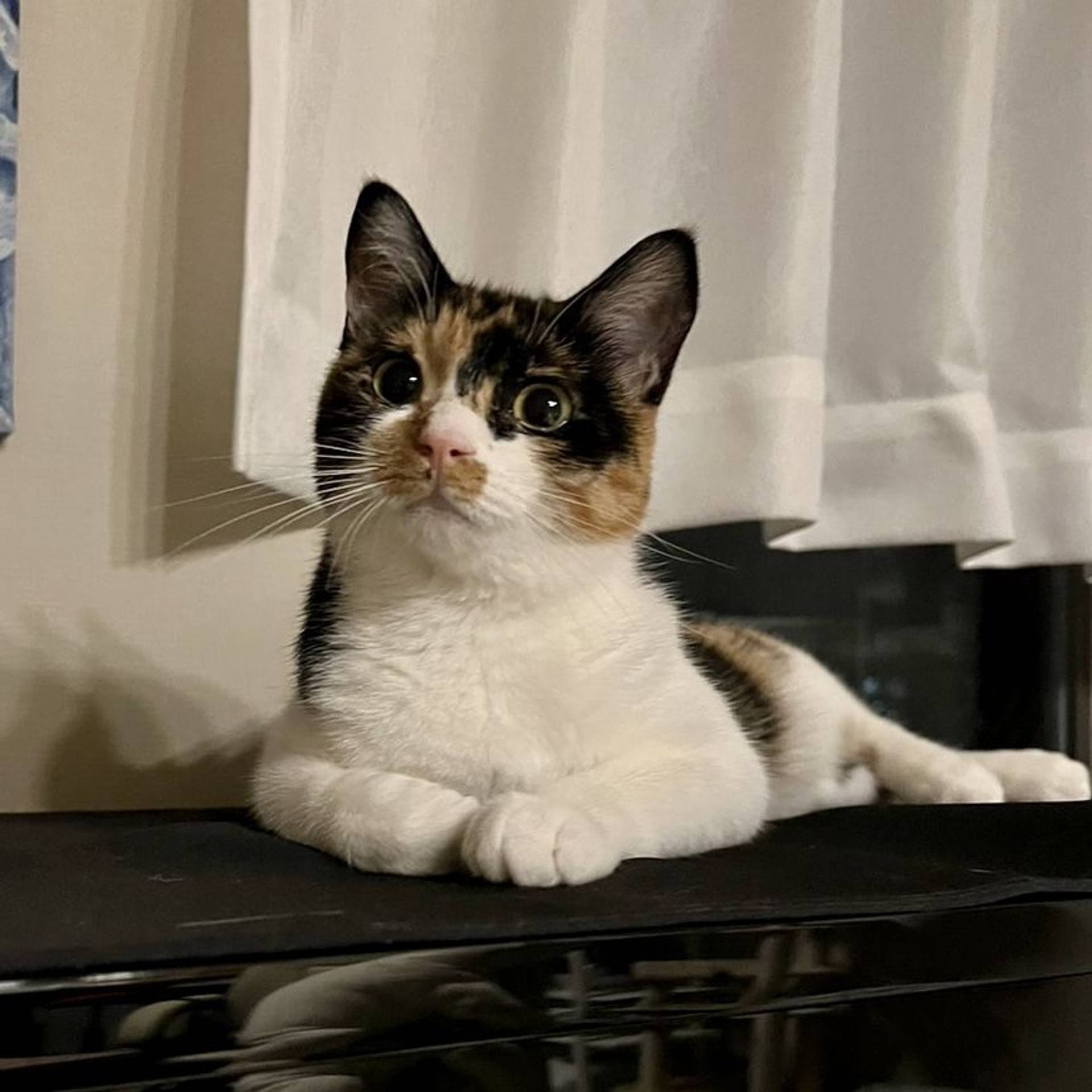 雑種（ミックス猫）・メスの里親募集の写真