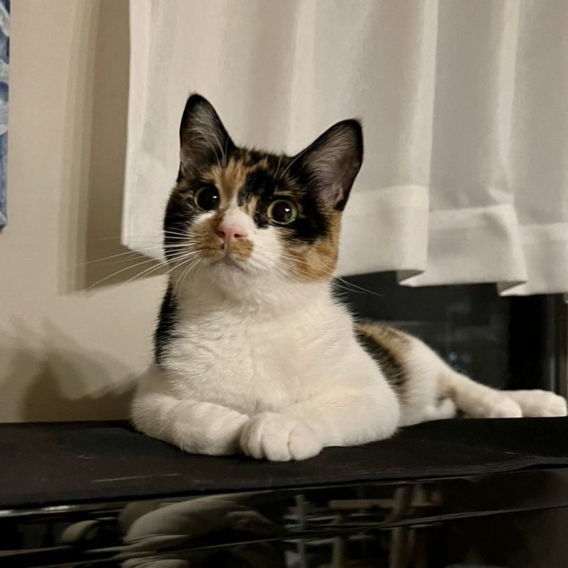 雑種（ミックス猫）・メスの里親募集の写真