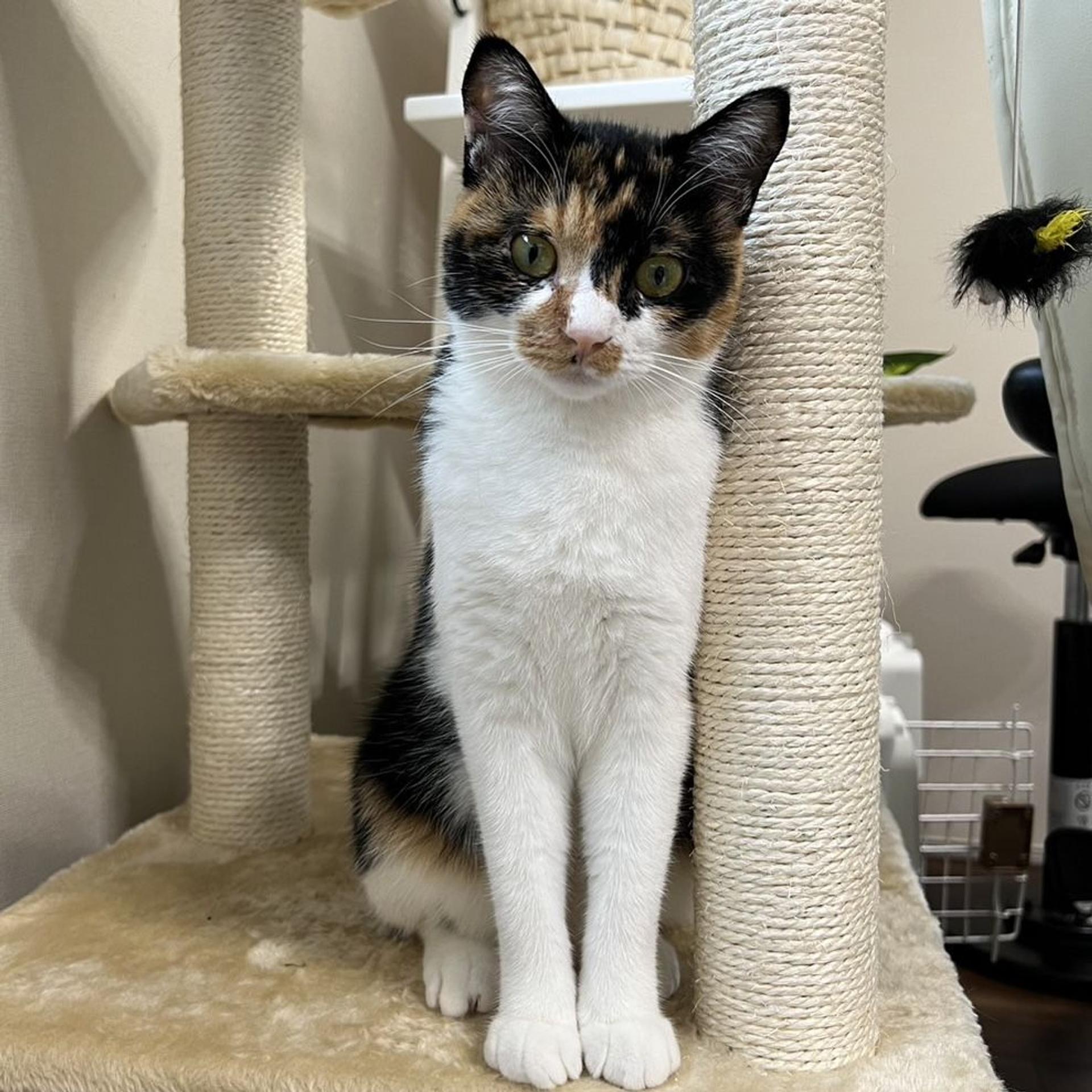 pet-image-5