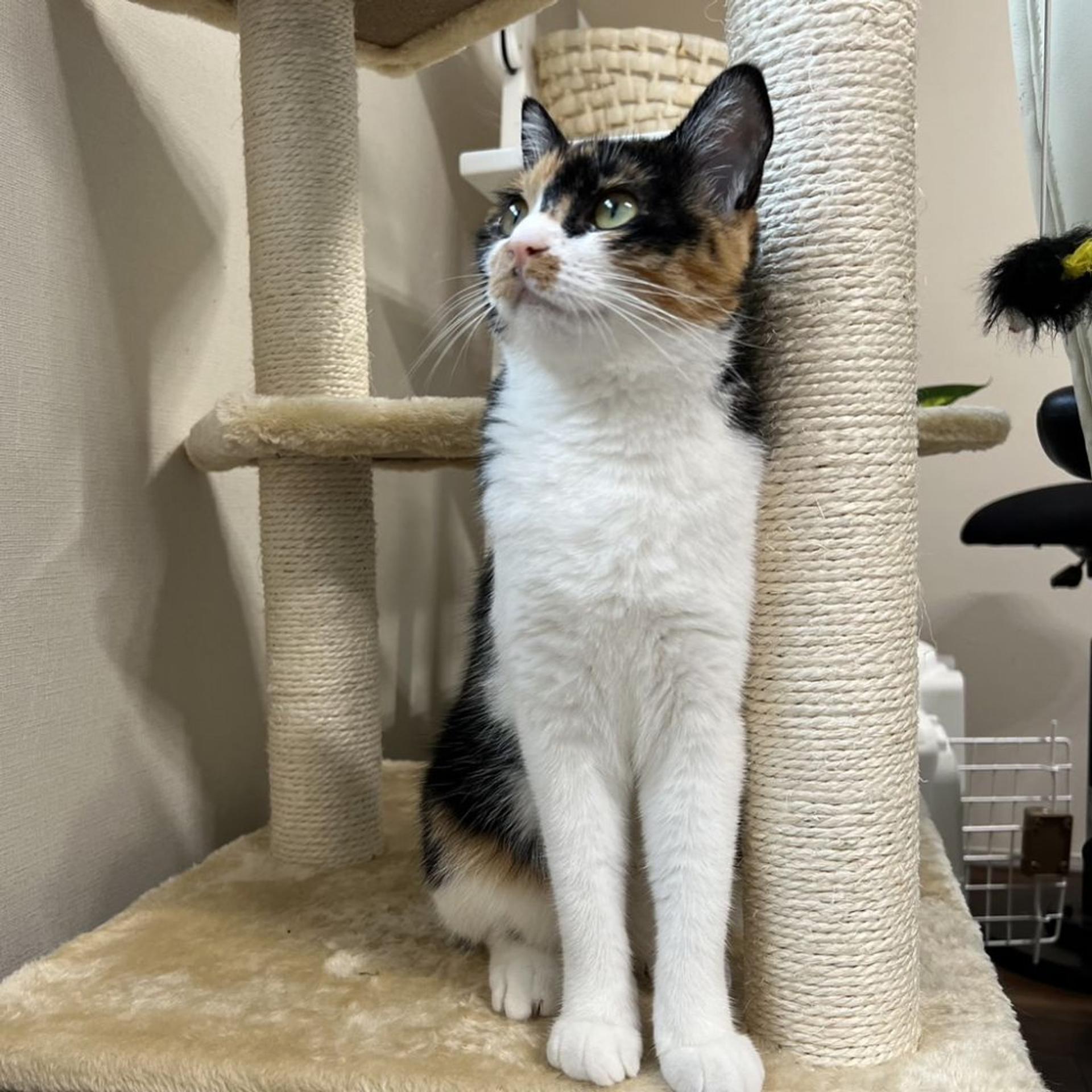 pet-image-7