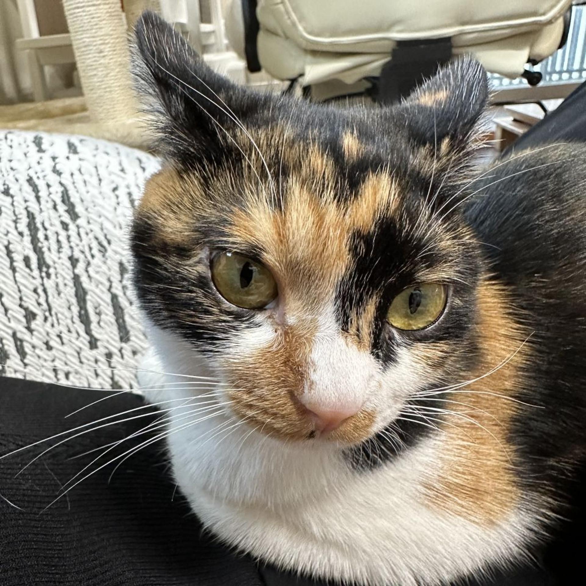 pet-image-9