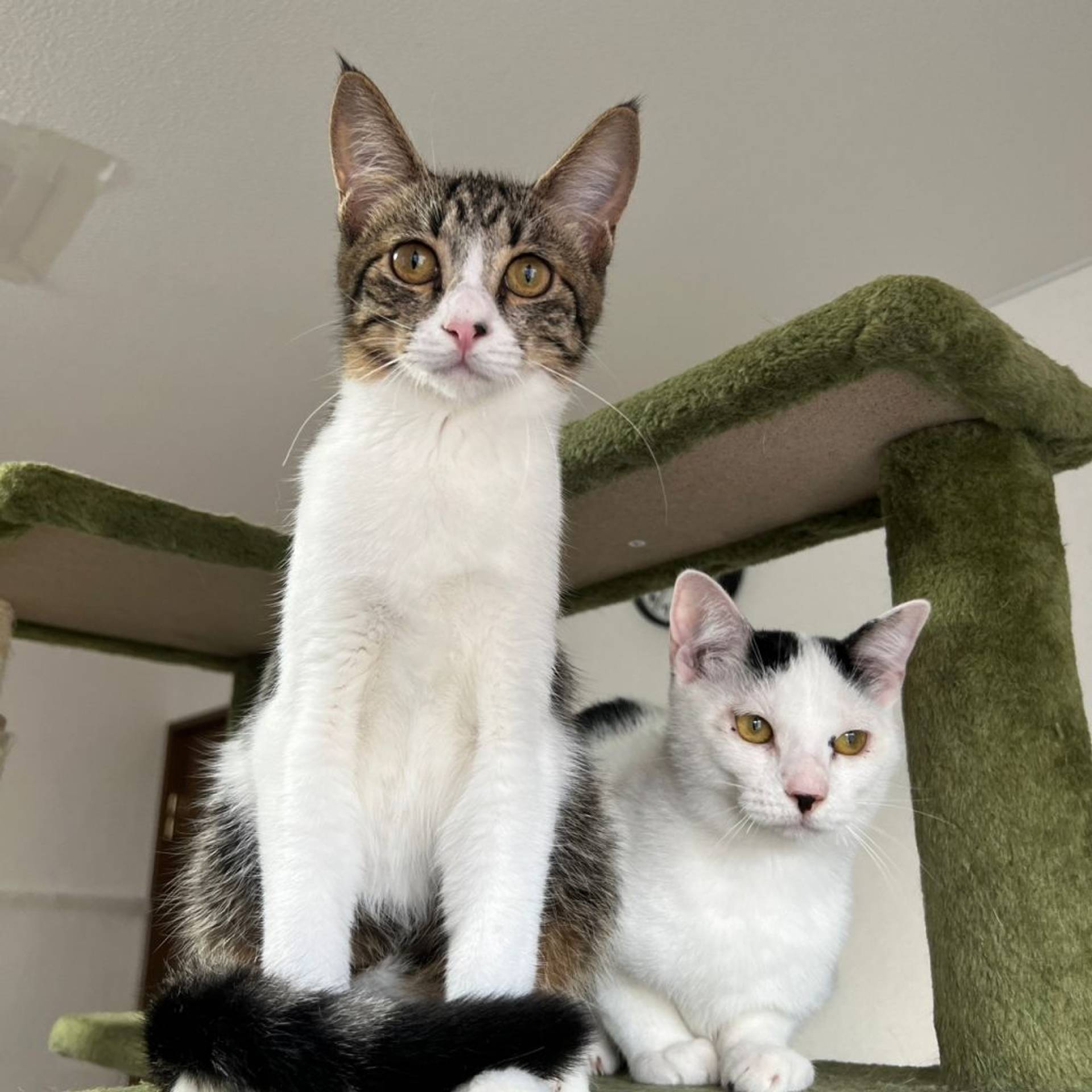 雑種（ミックス猫）・メスの里親募集の写真