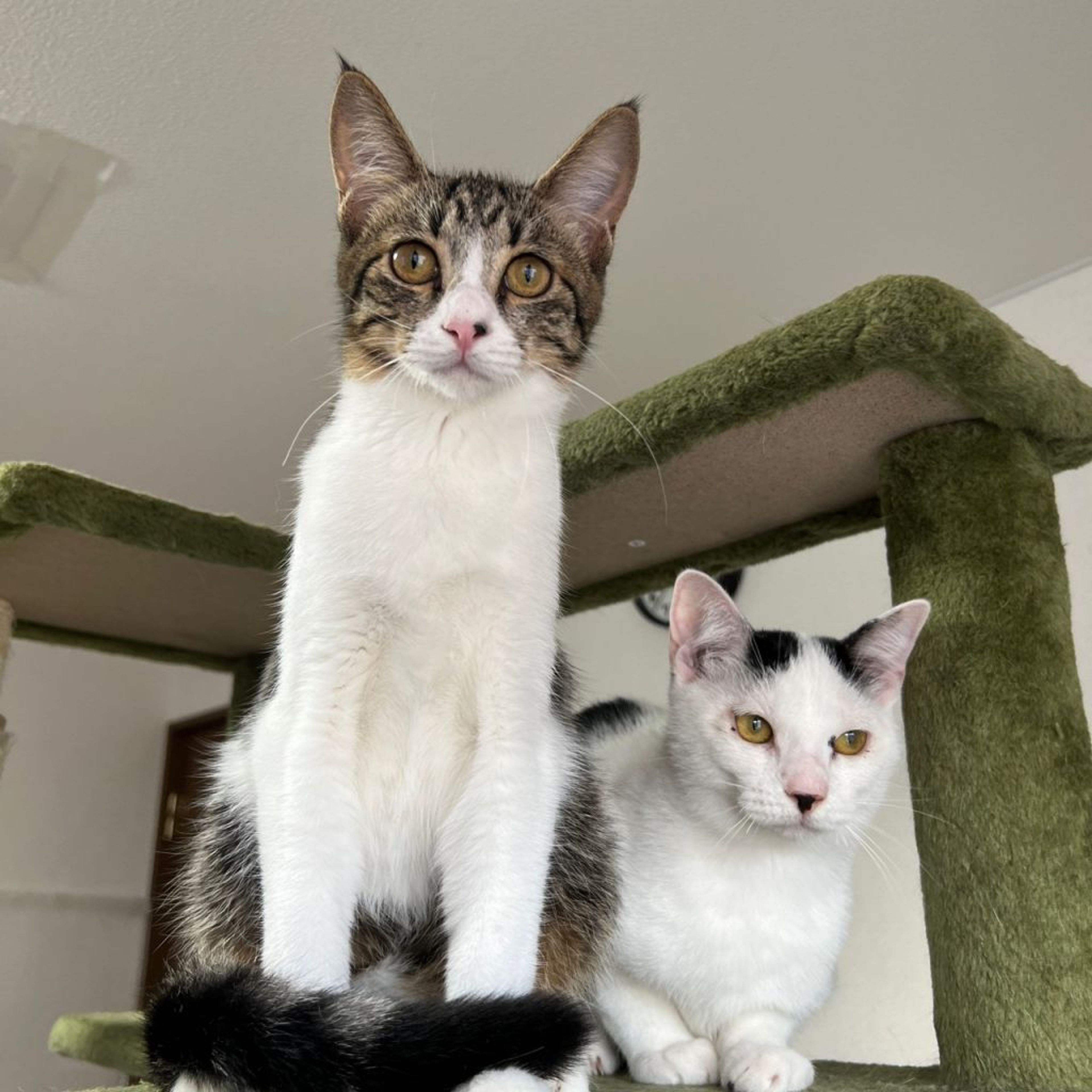 雑種（ミックス猫）・メスの里親募集の写真