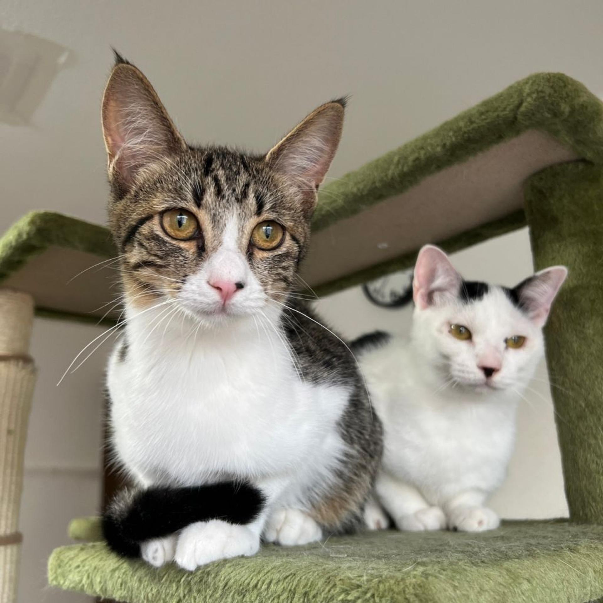pet-image-2