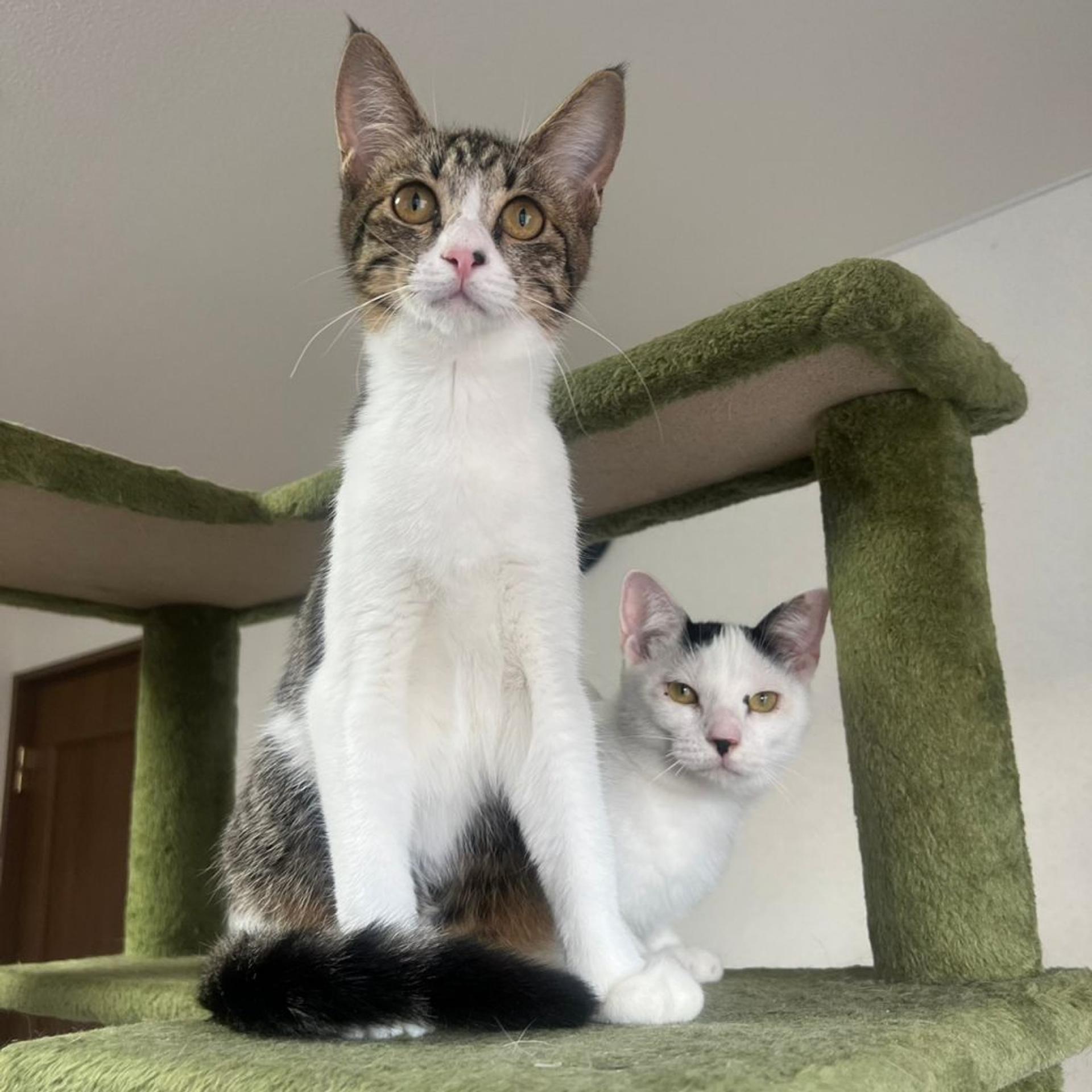 pet-image-3