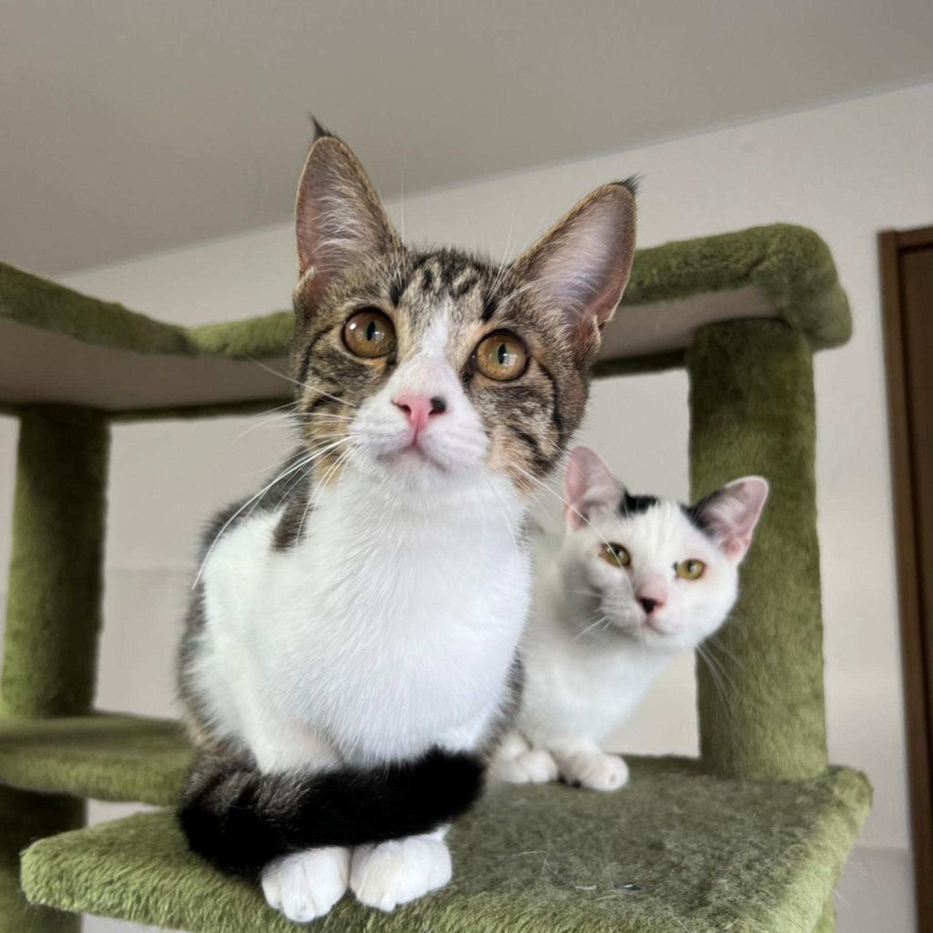 pet-image-4
