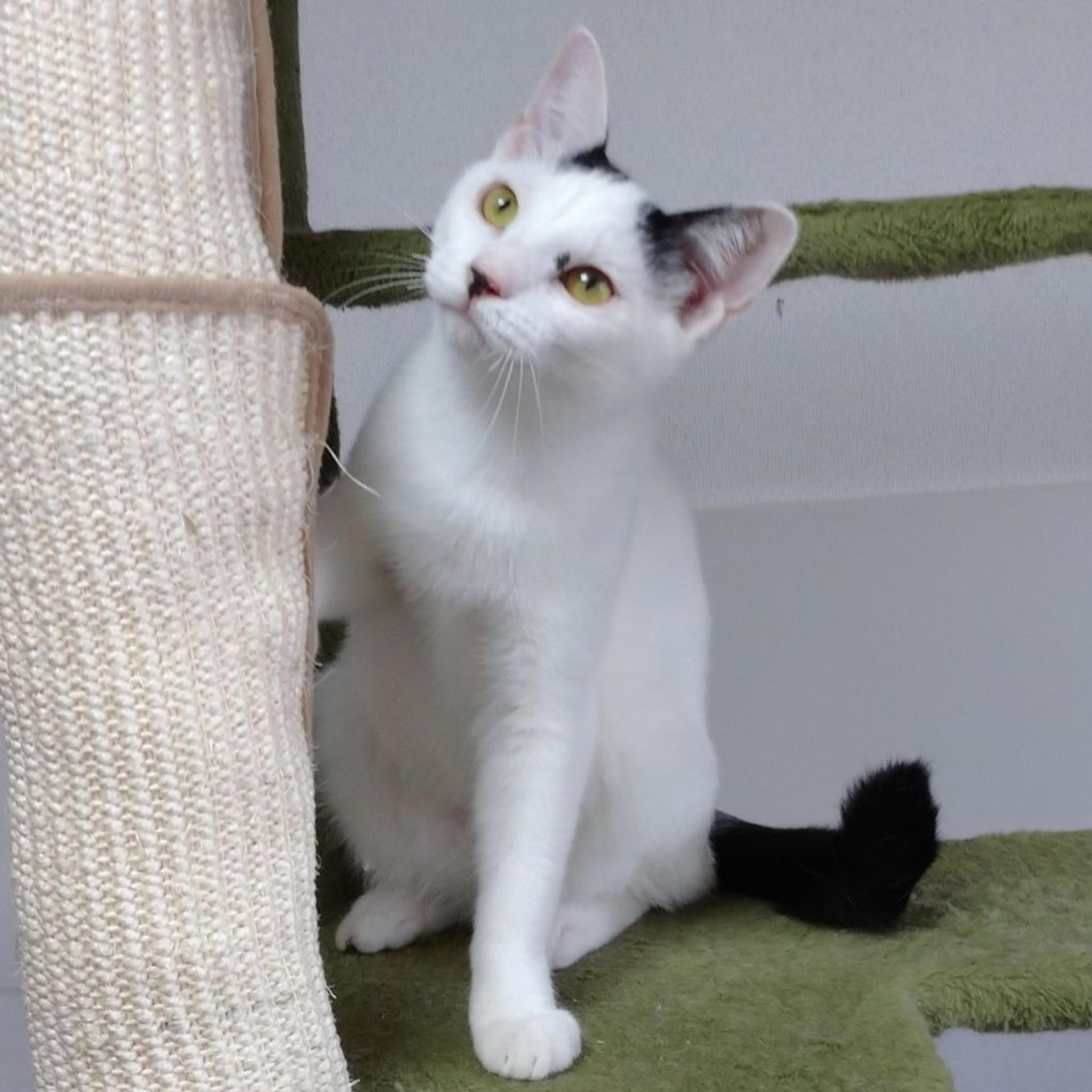 pet-image-6