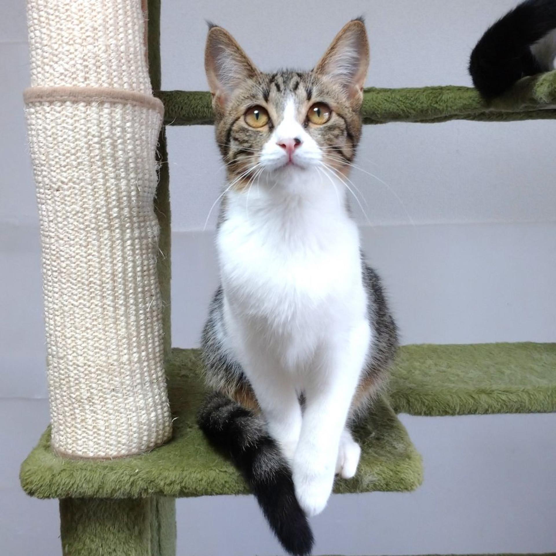 pet-image-7