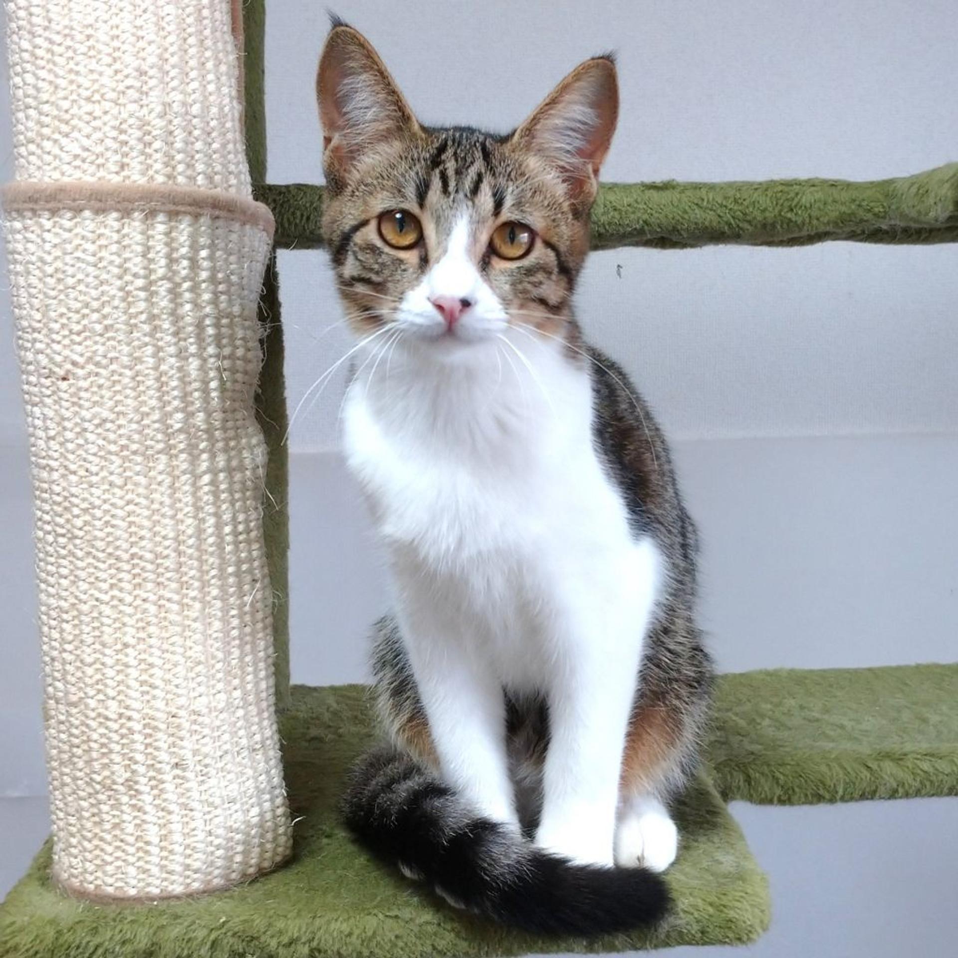 pet-image-8
