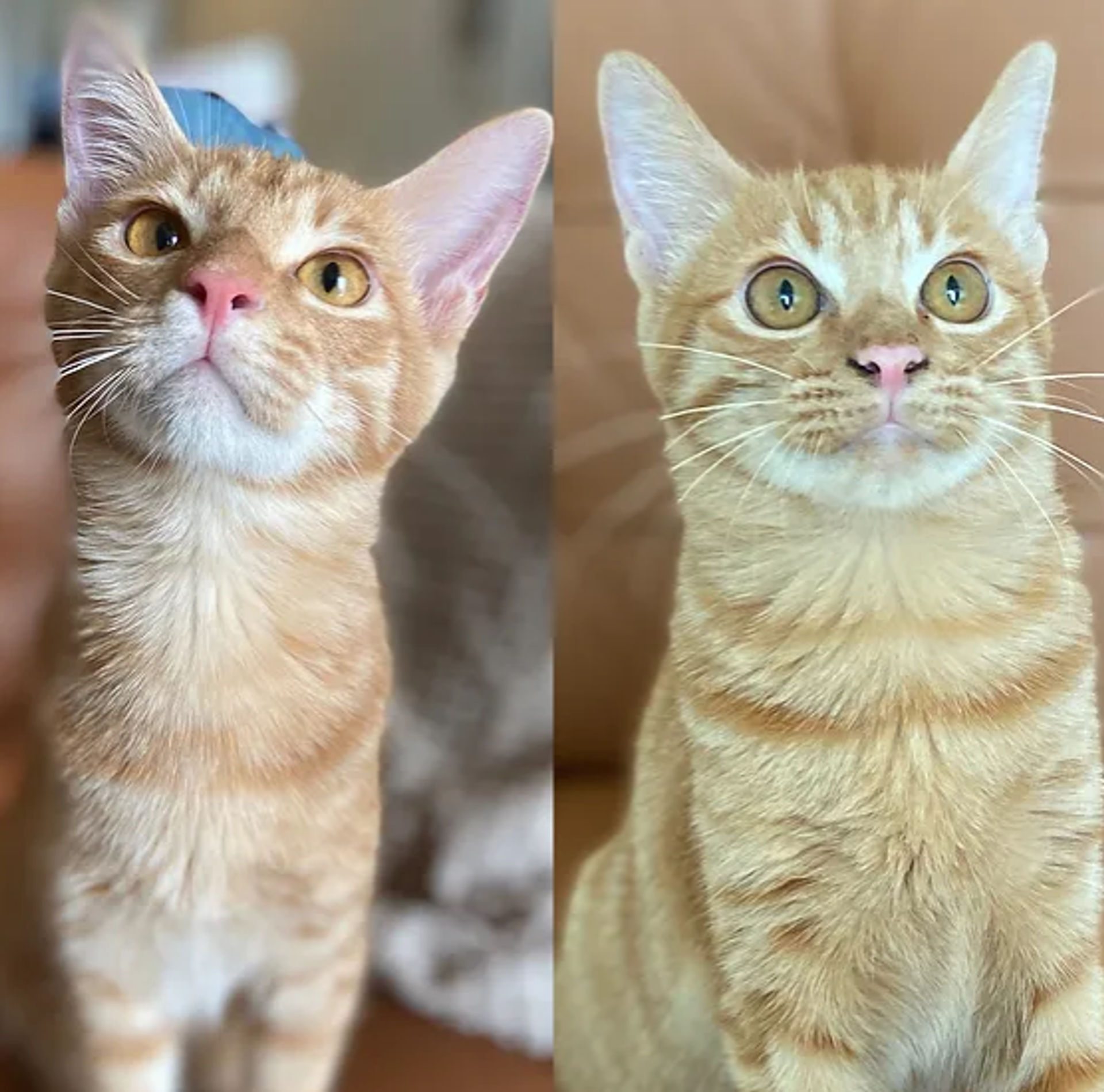 雑種（ミックス猫）・メスの里親募集の写真